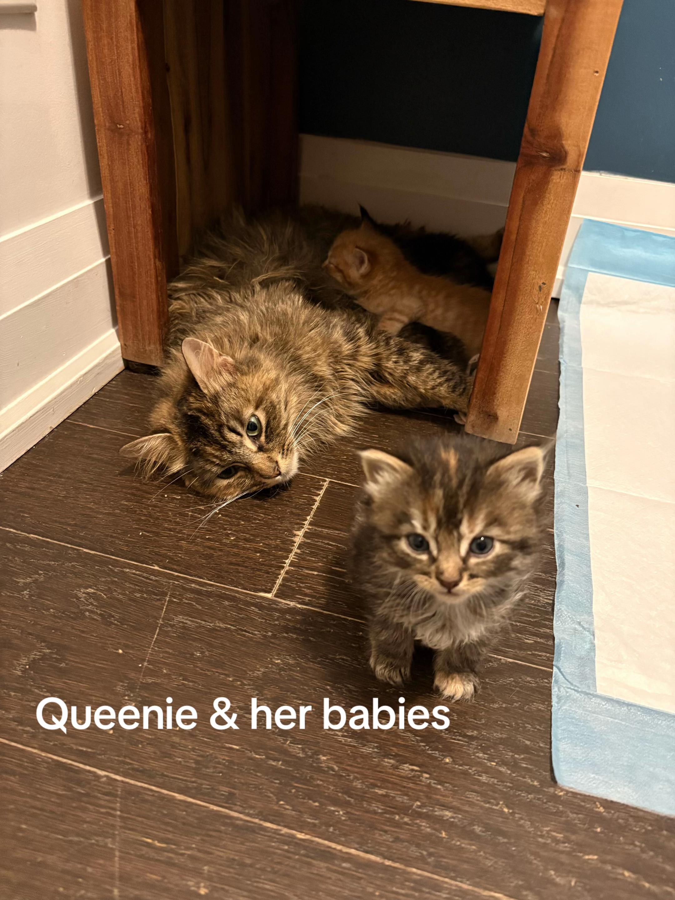@North Toronto Cat Rescue