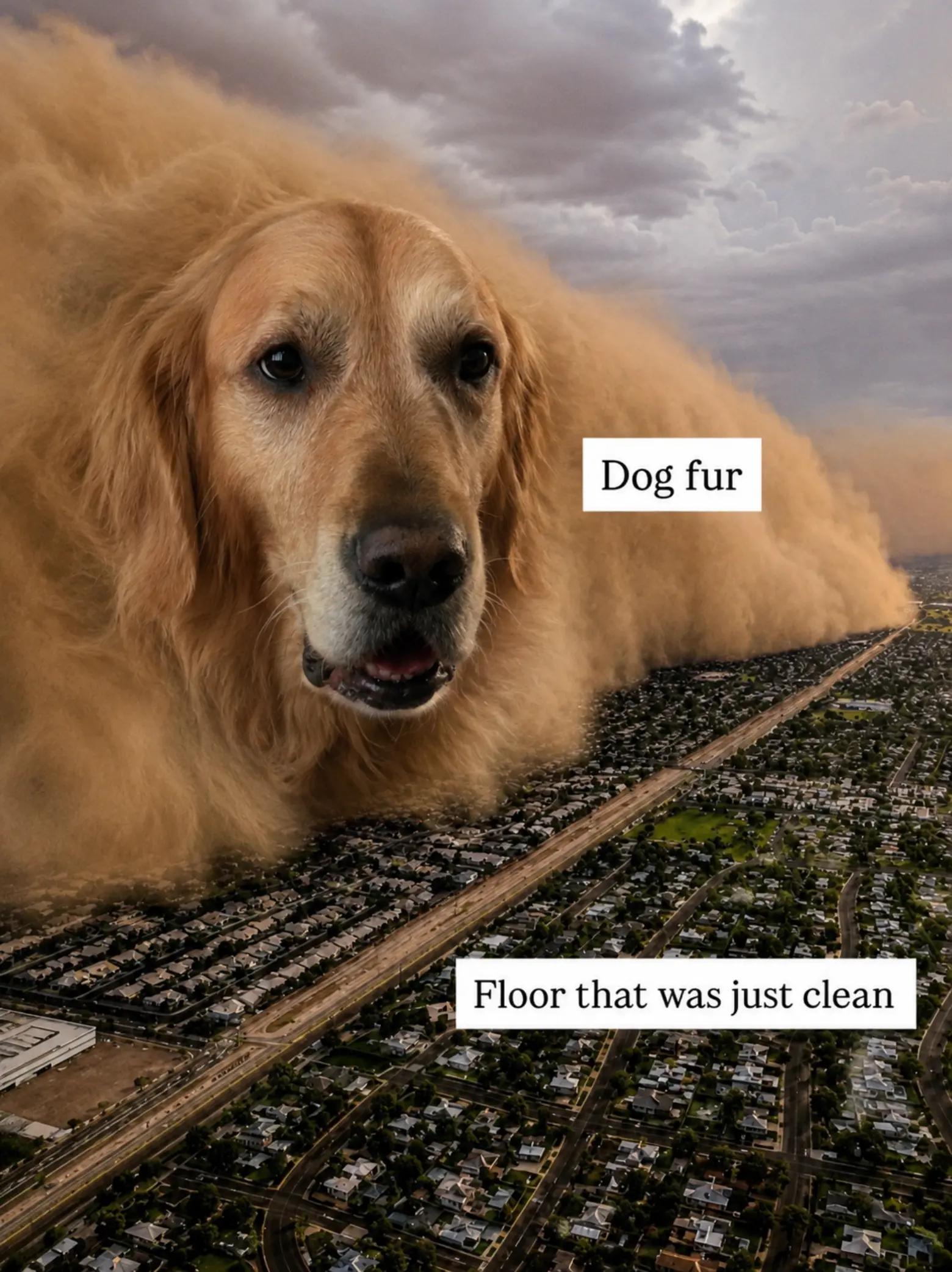 @FINN | The Golden Retriever