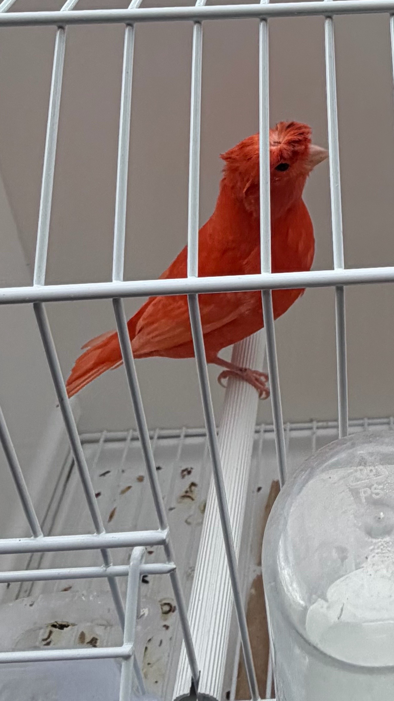 @AviarioUreña