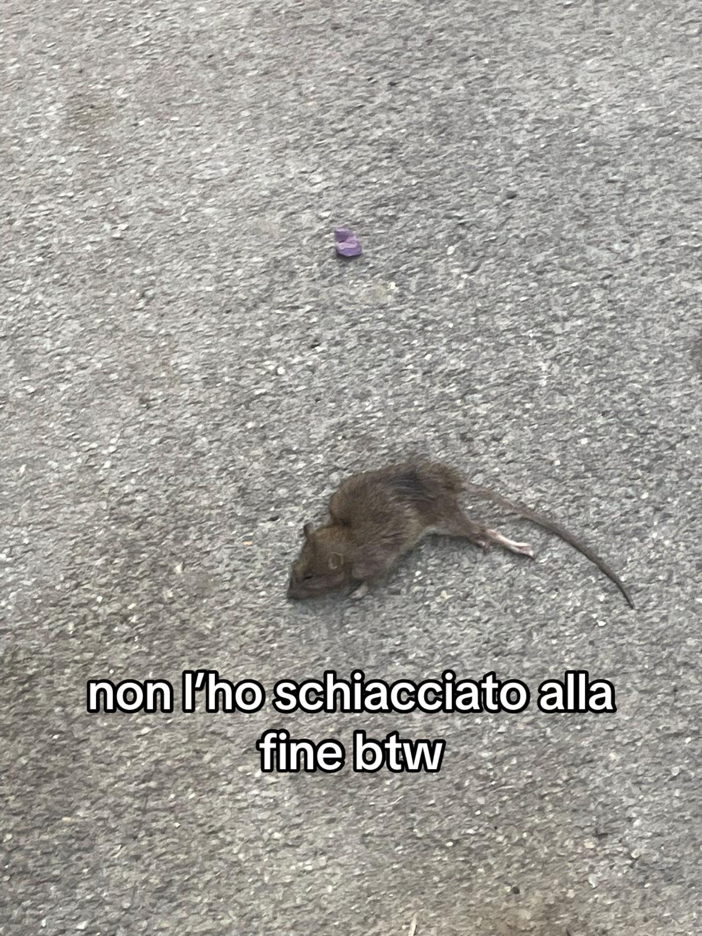 @𝒜𝓁𝒾𝒸ℯ𒉭