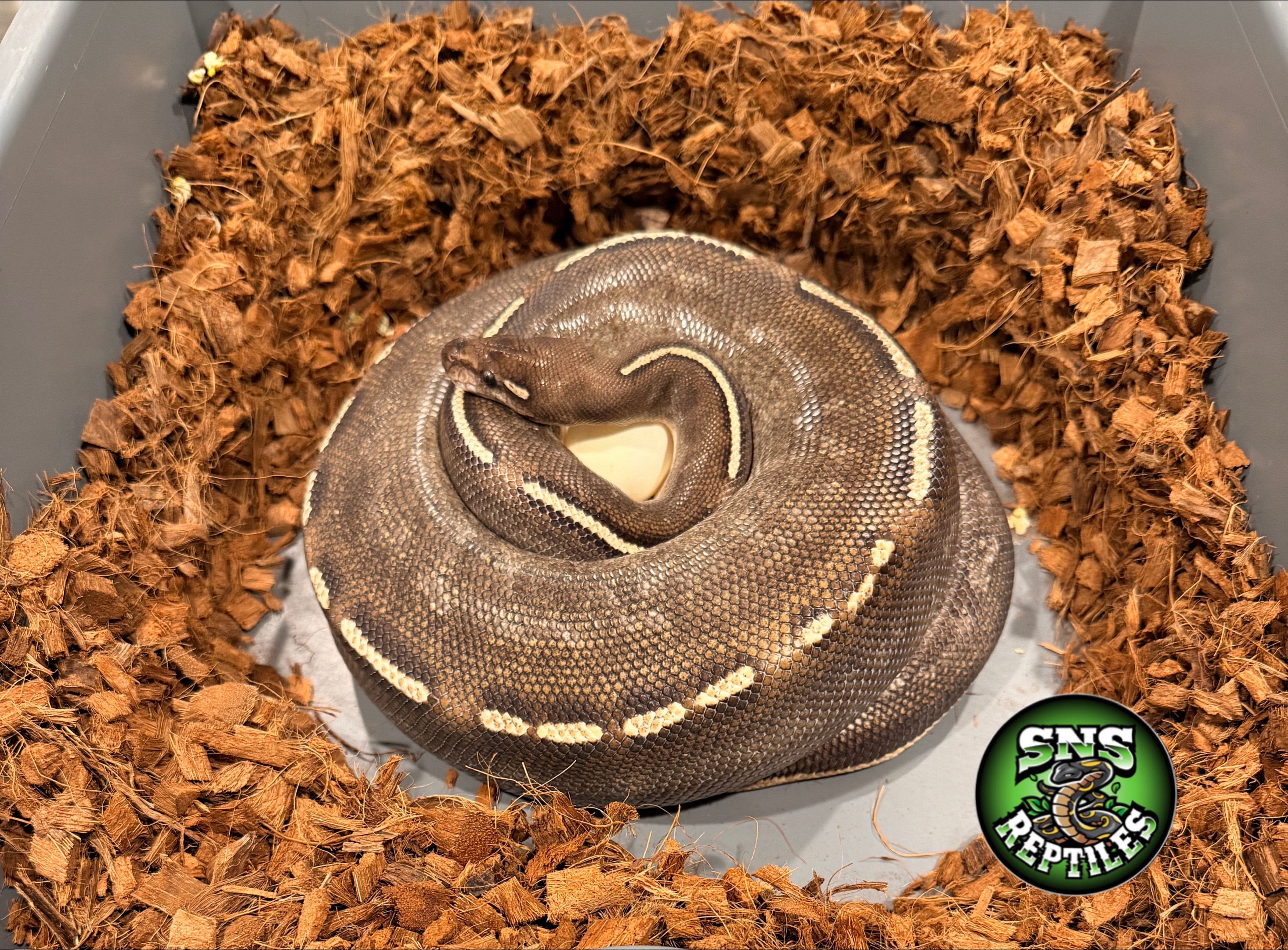 @SNS Reptiles