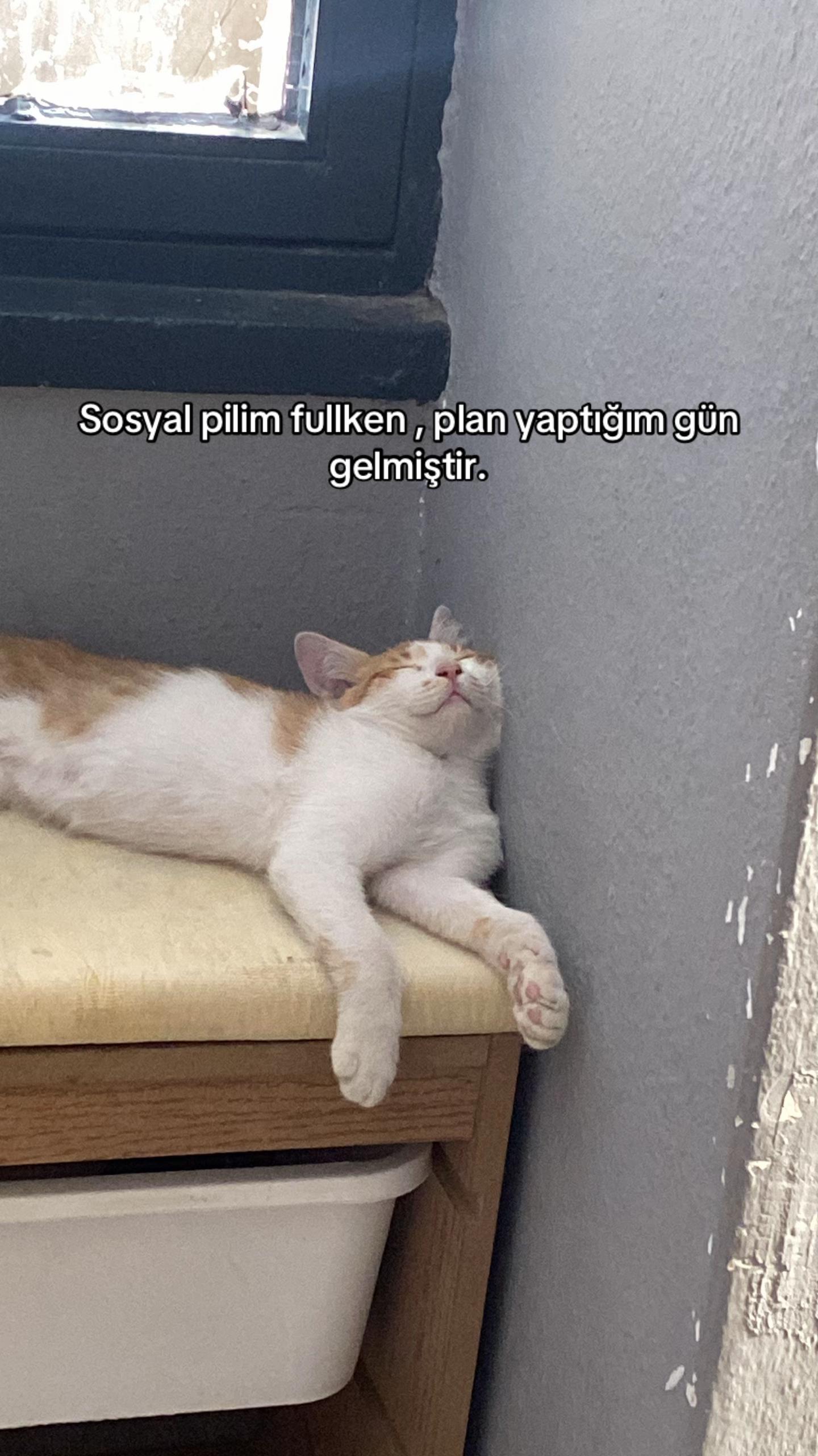 @pawsi💎