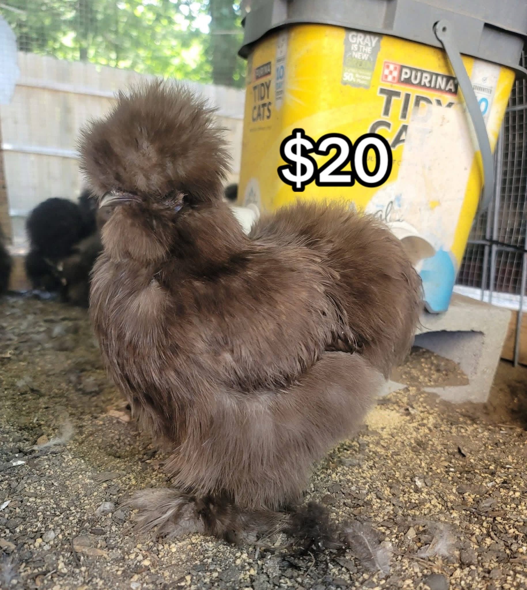 @Matthew’s Feathered Farm