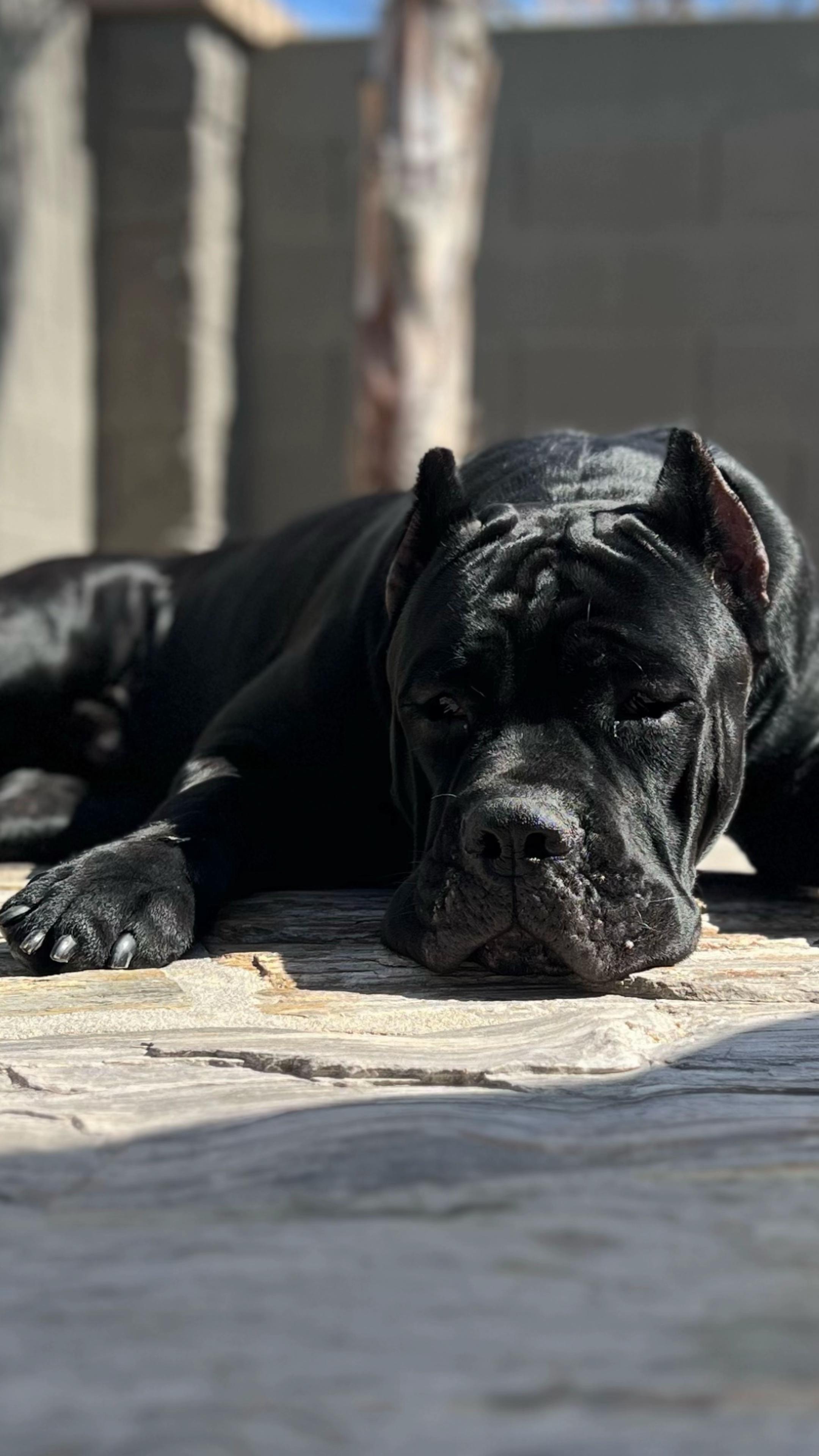 @Phoenician Cane Corso Stormi