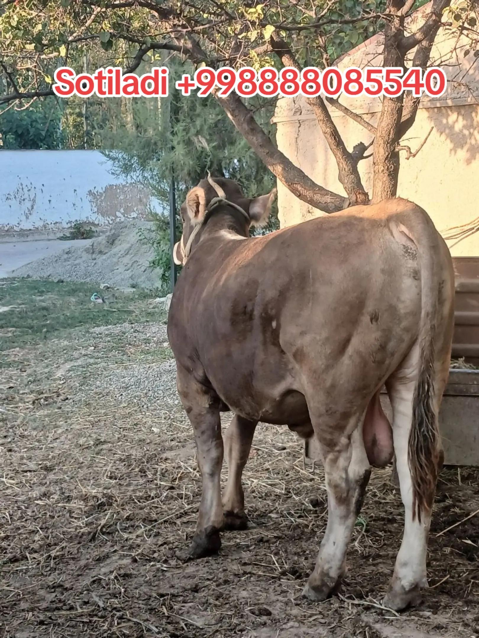 @Azizbek Mexliyev