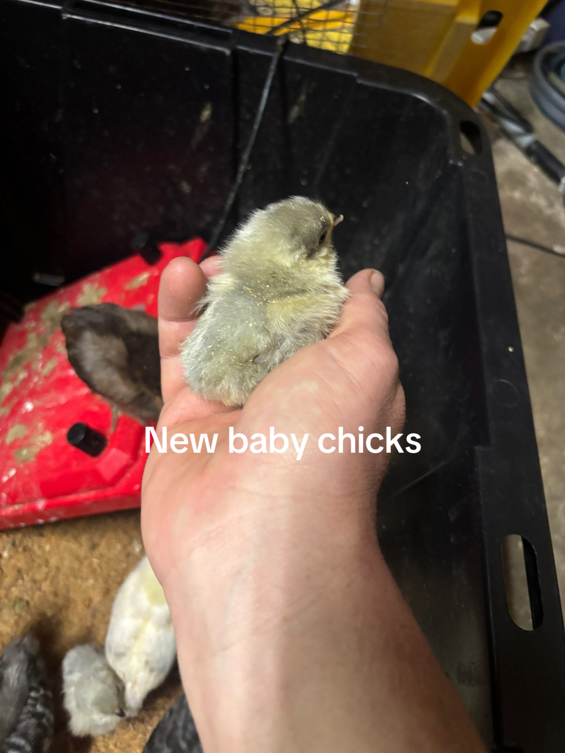 @C&B Chaos Farms