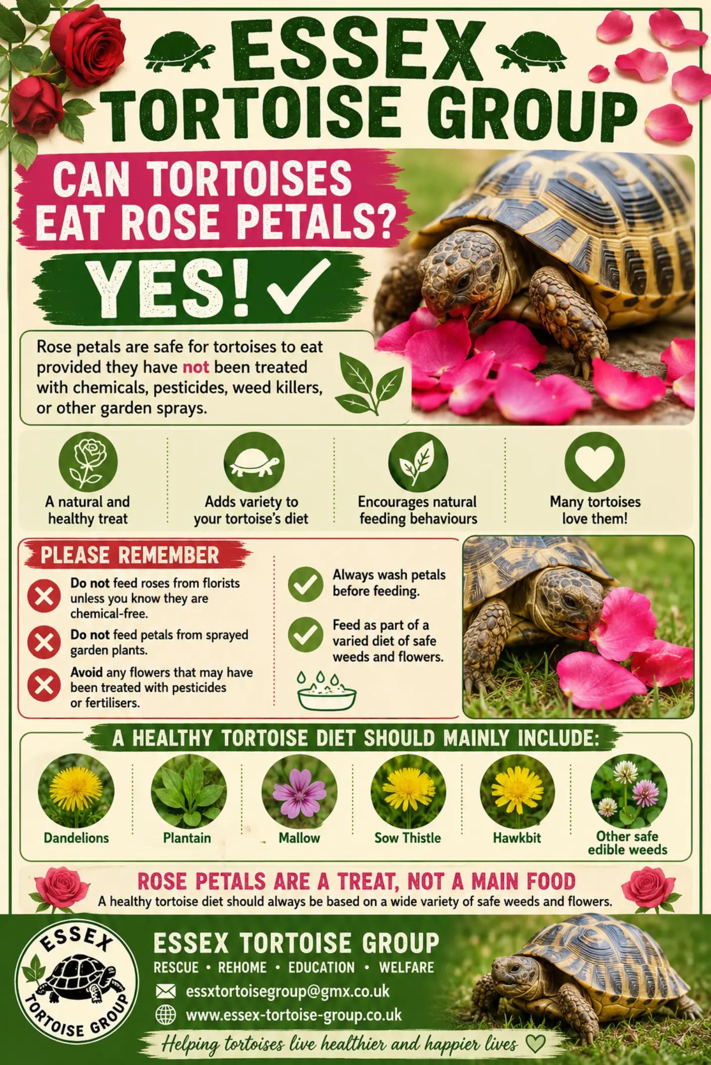 @essex tortoise group