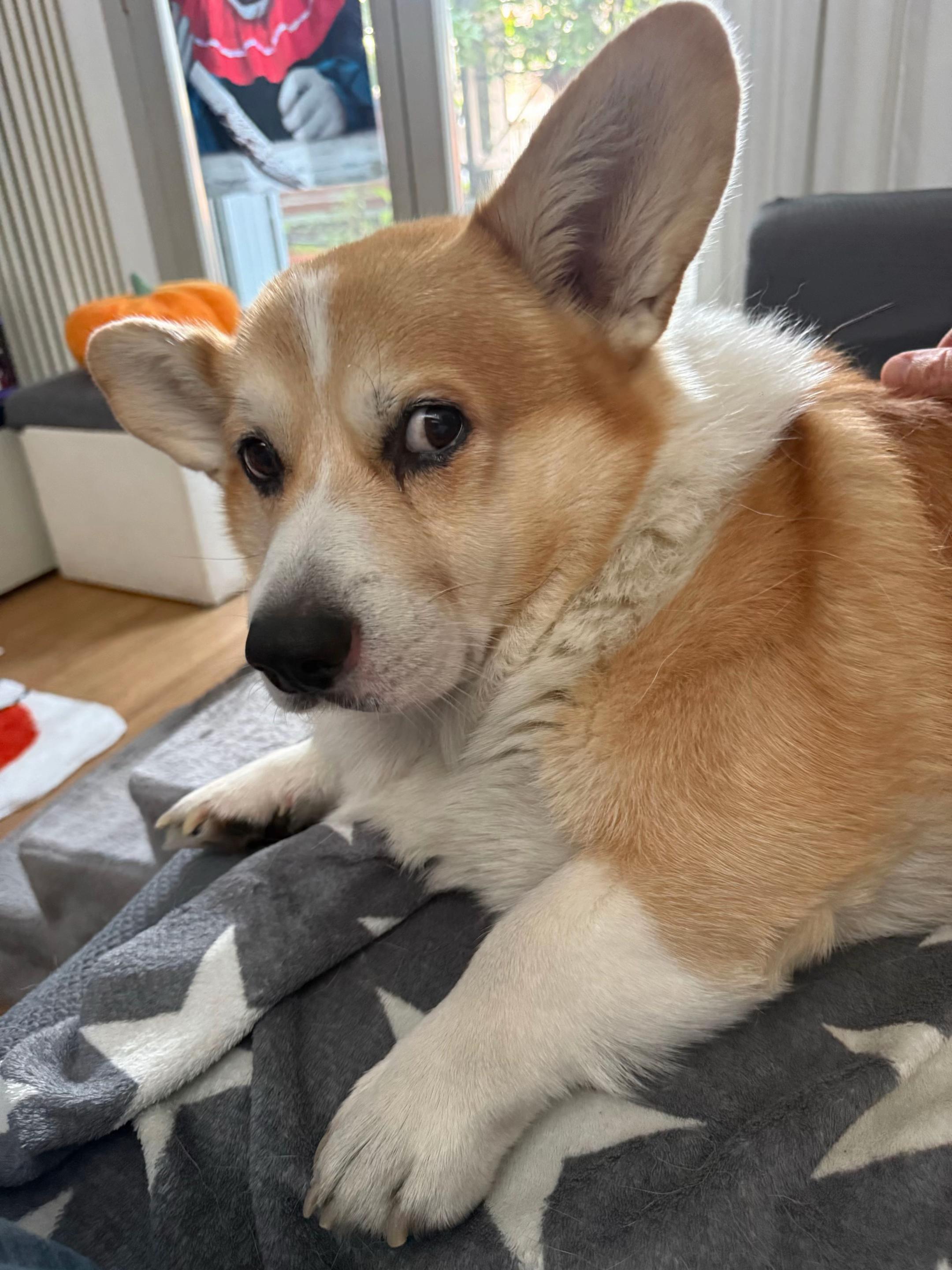 @Cheddar the Corgi