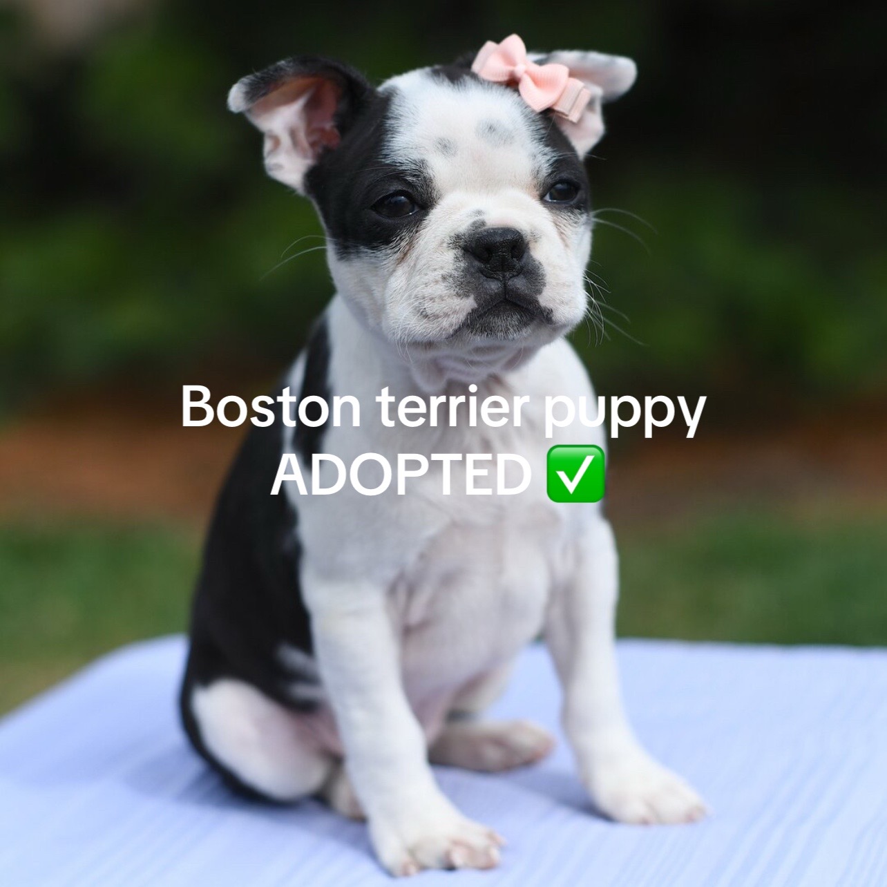 @Boston terriers for adoption
