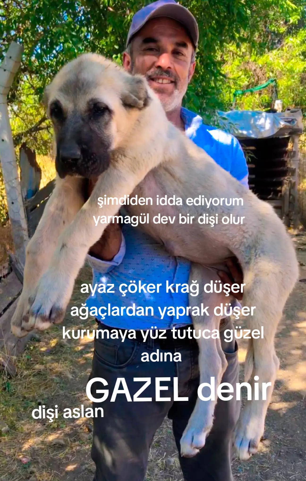 @Boz DAĞLI mmttnr Dev yarenleri