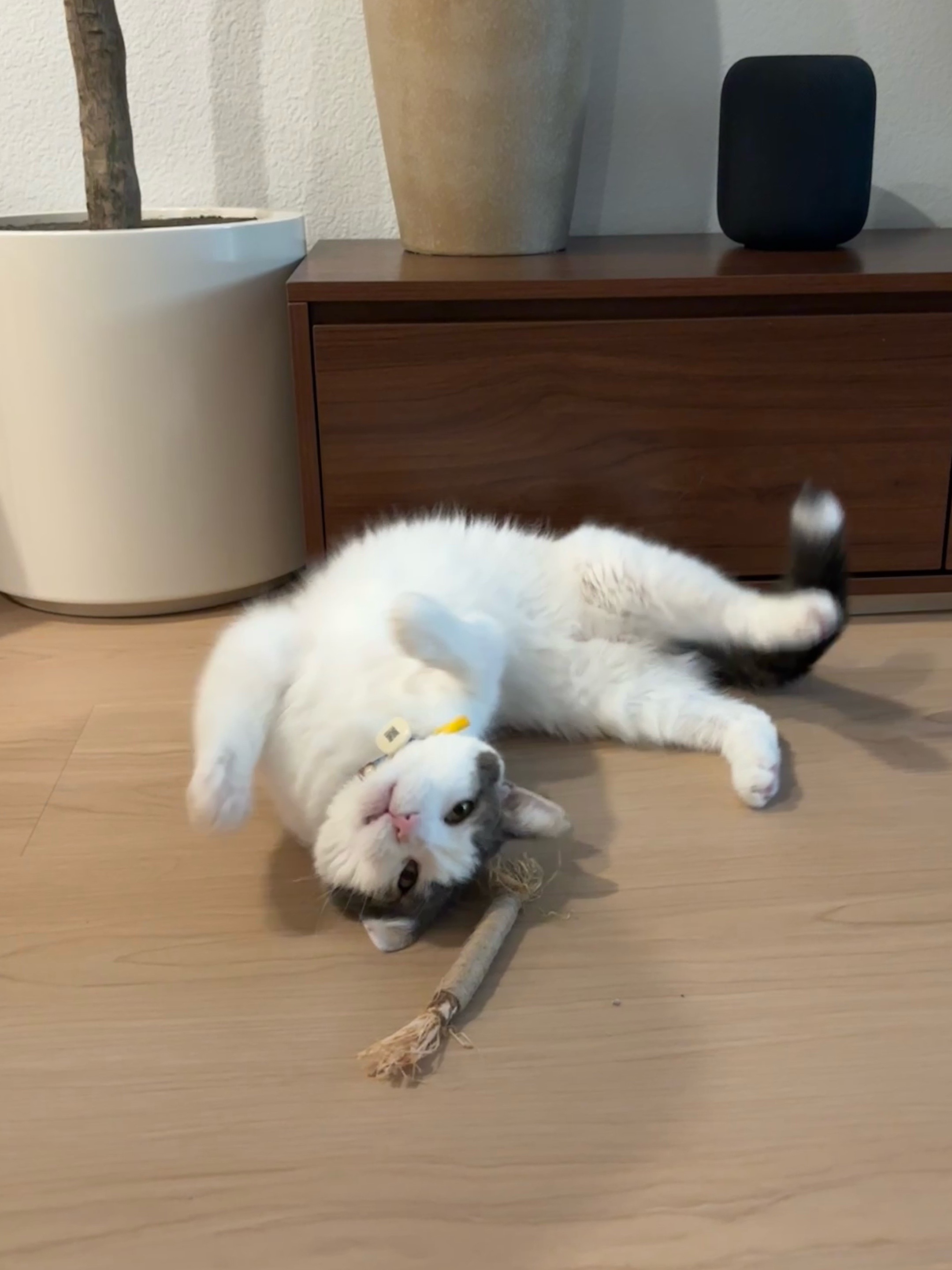 @Mimi Wawa Meow
