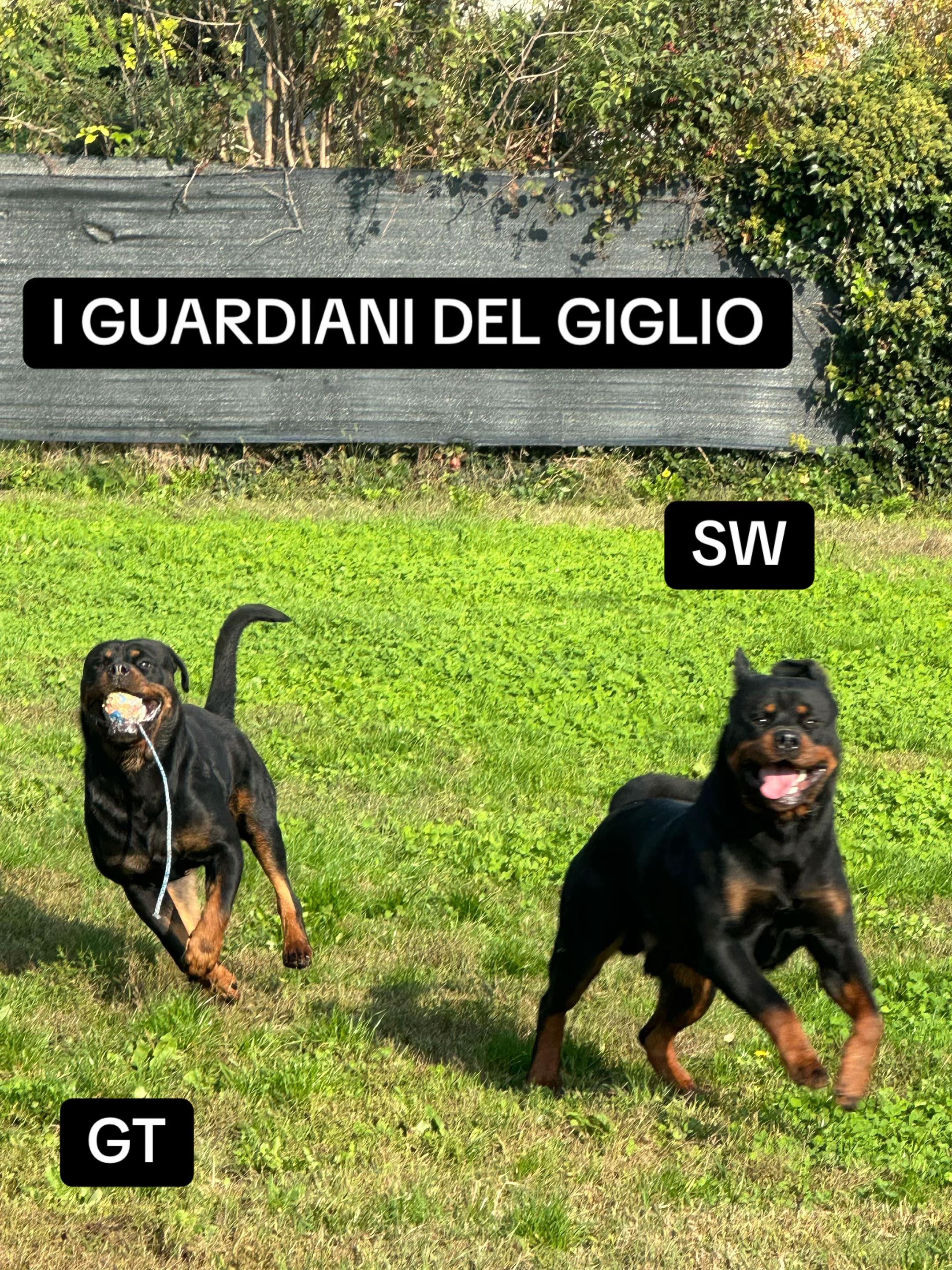 @I Guardiani Del Giglio-Rott