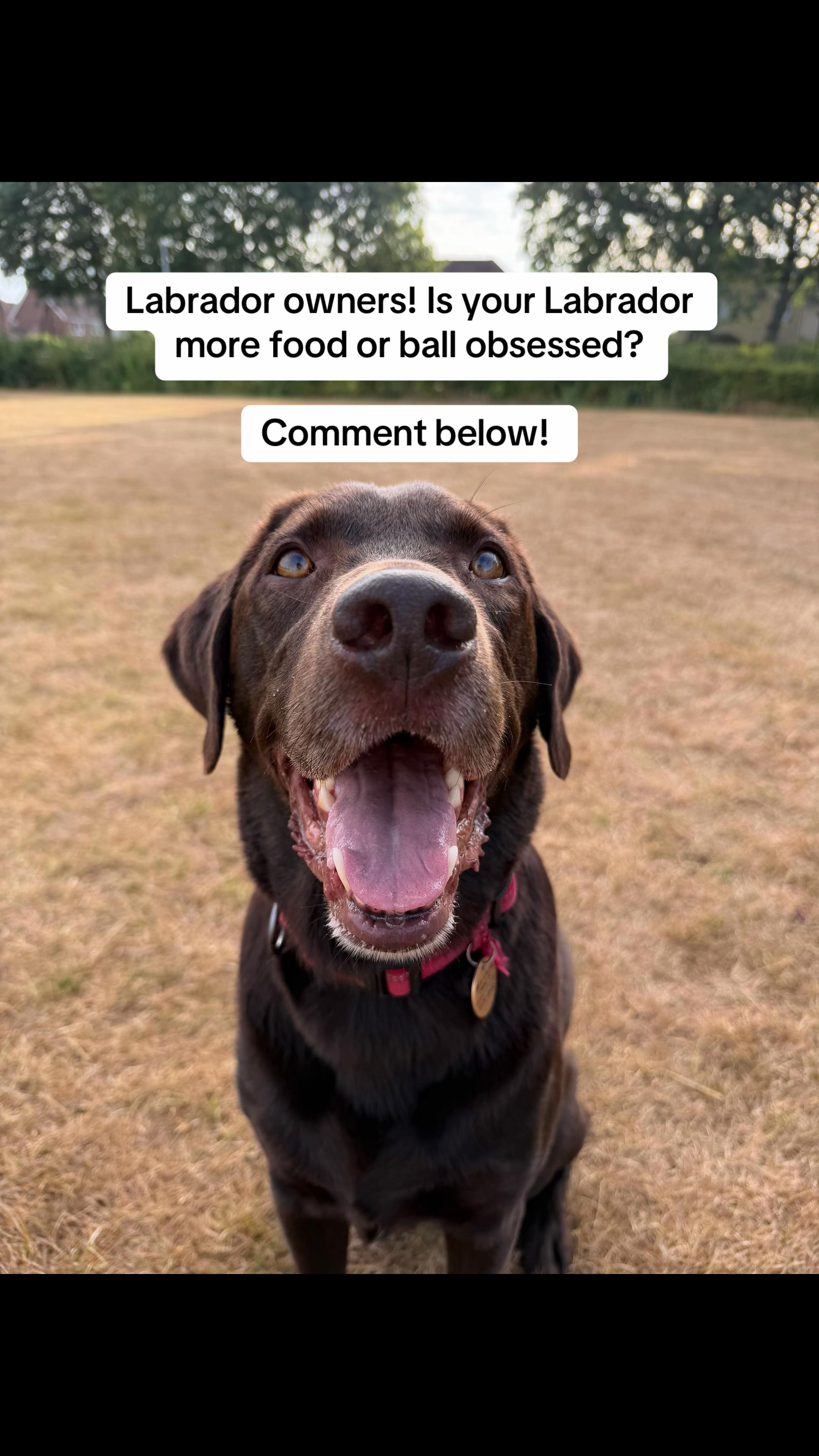 @The Labrador Buddy