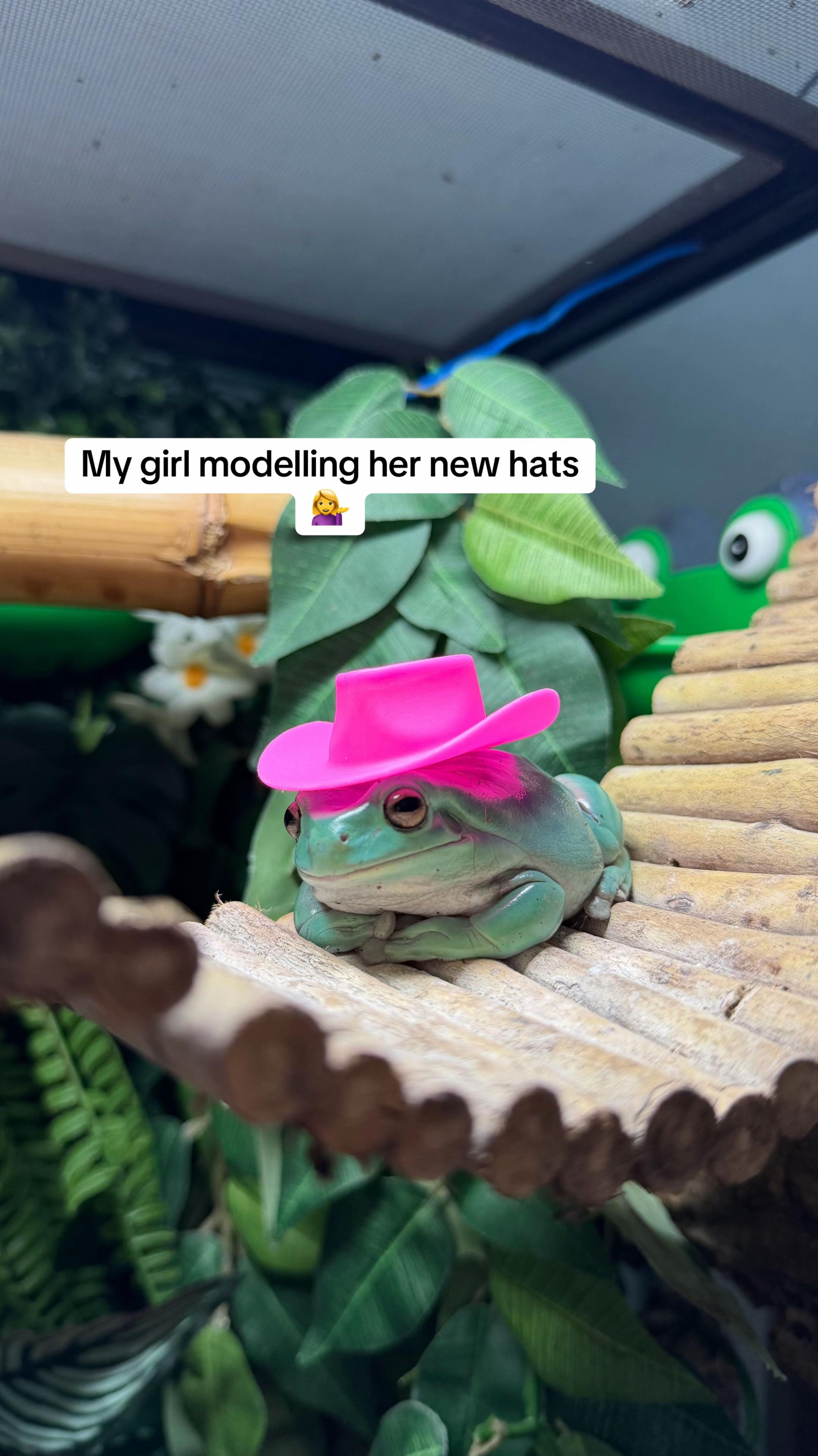 @frogsandoddities