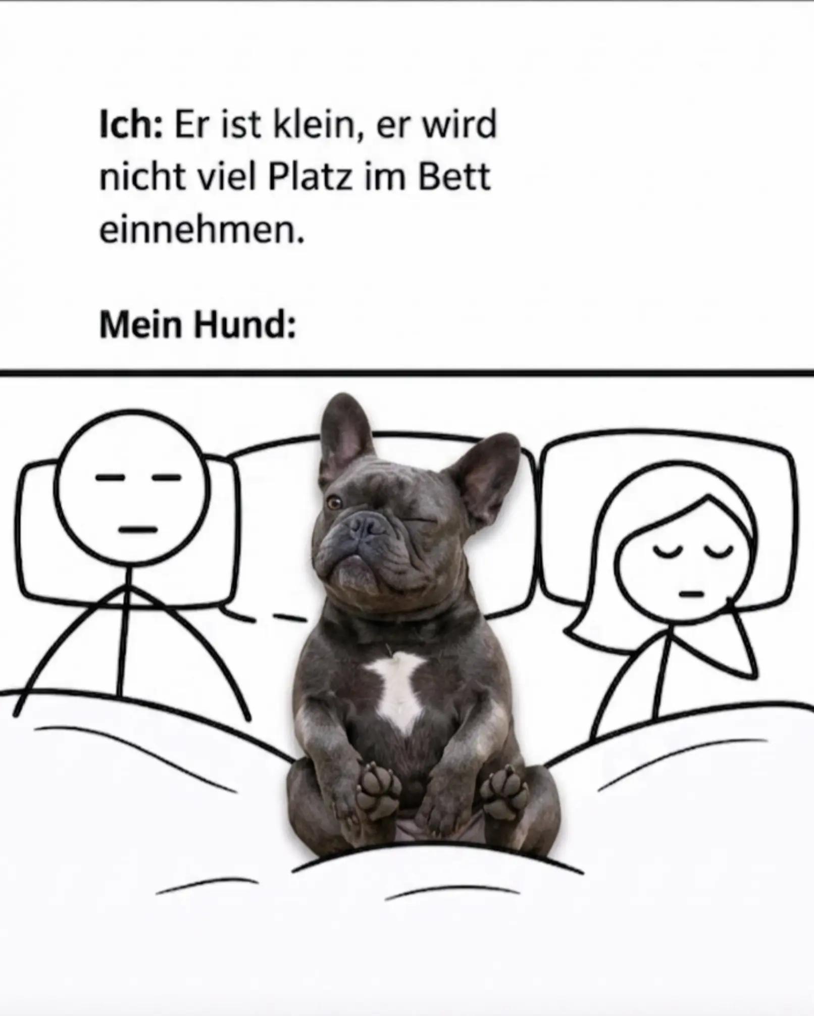 @FrenchieFrieda