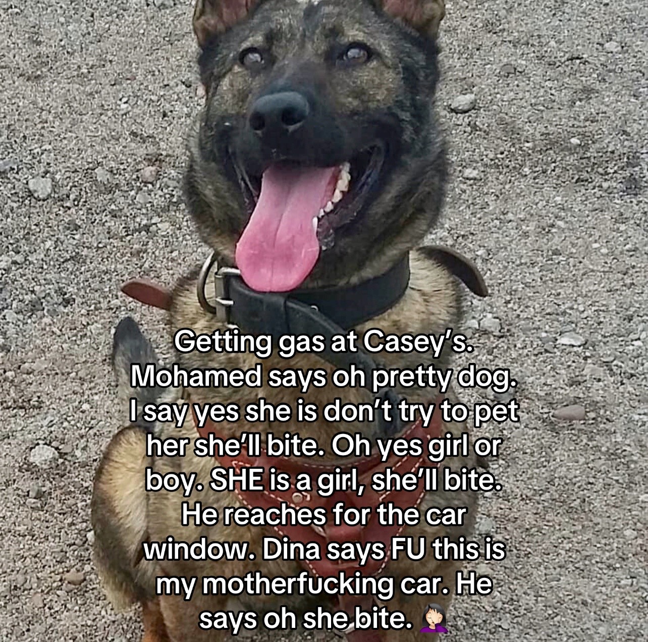 @K9 Dina