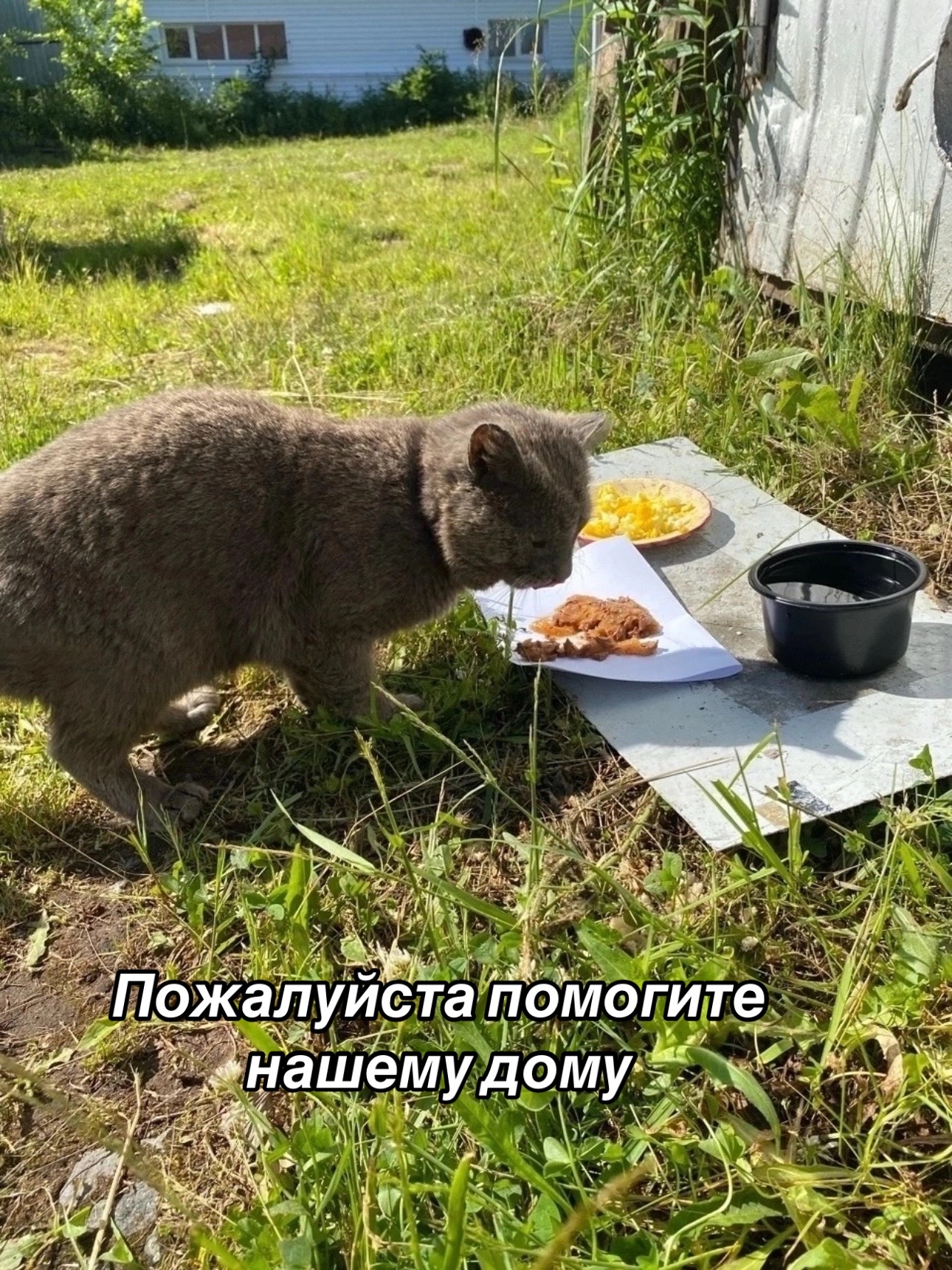 @Приют для животных Потеряшка