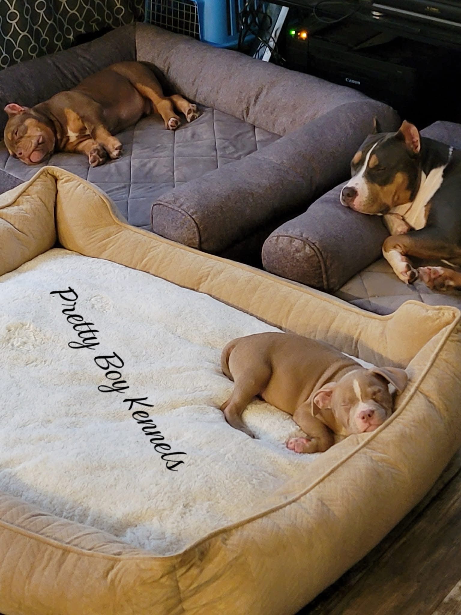 @prettyboykennels