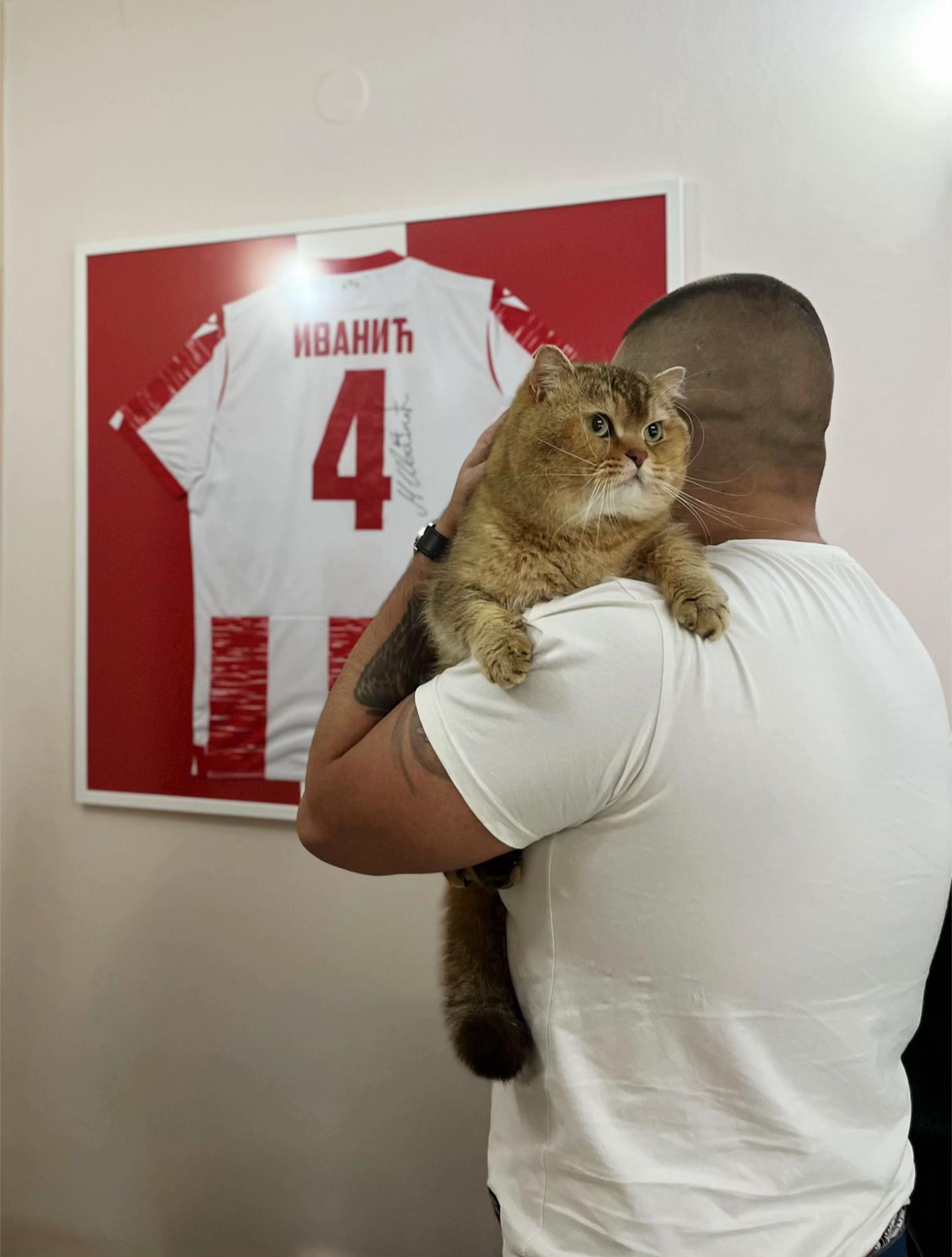 @British Cat Frendi 🐈