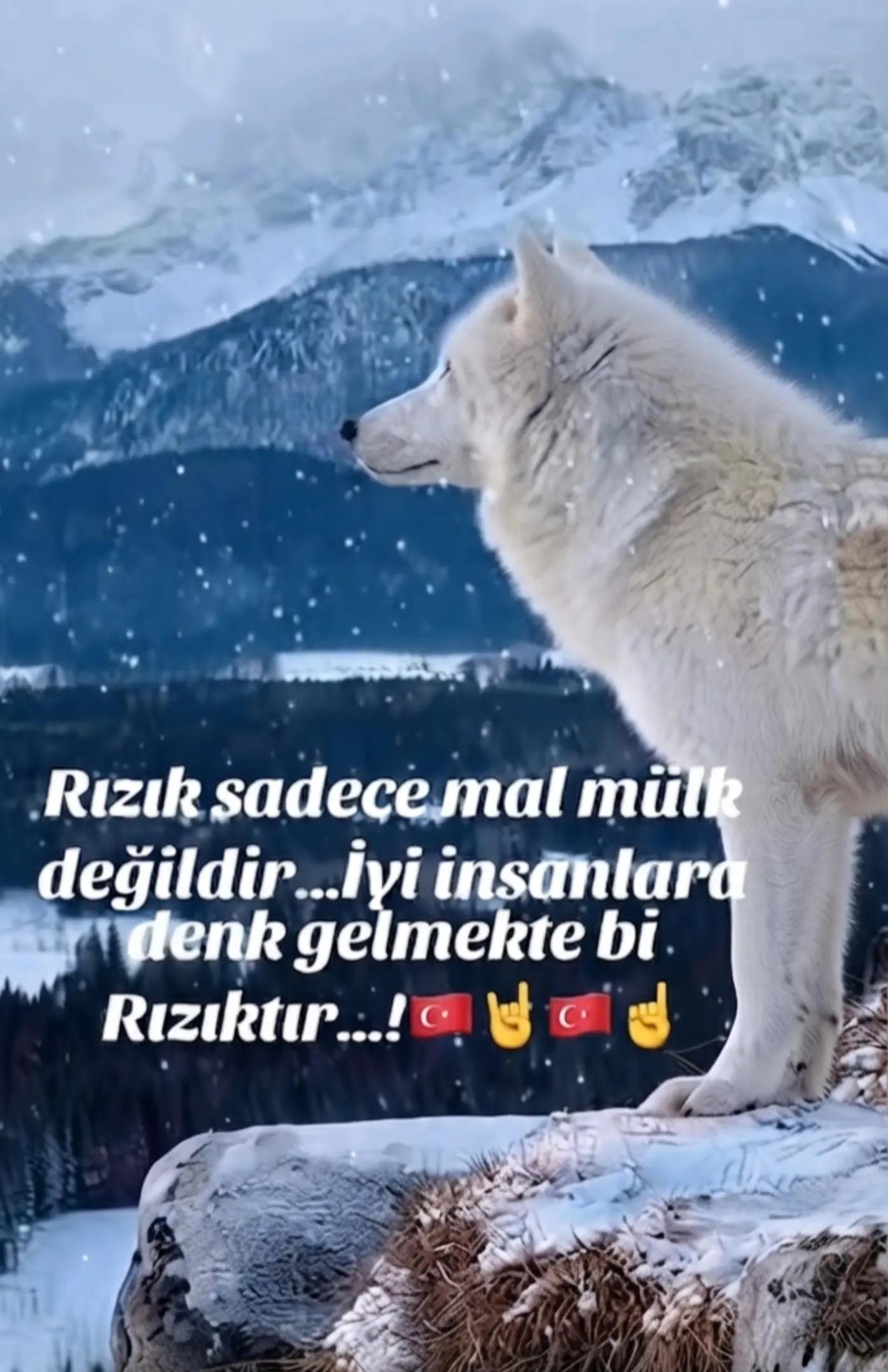 @Sare/Sultan
