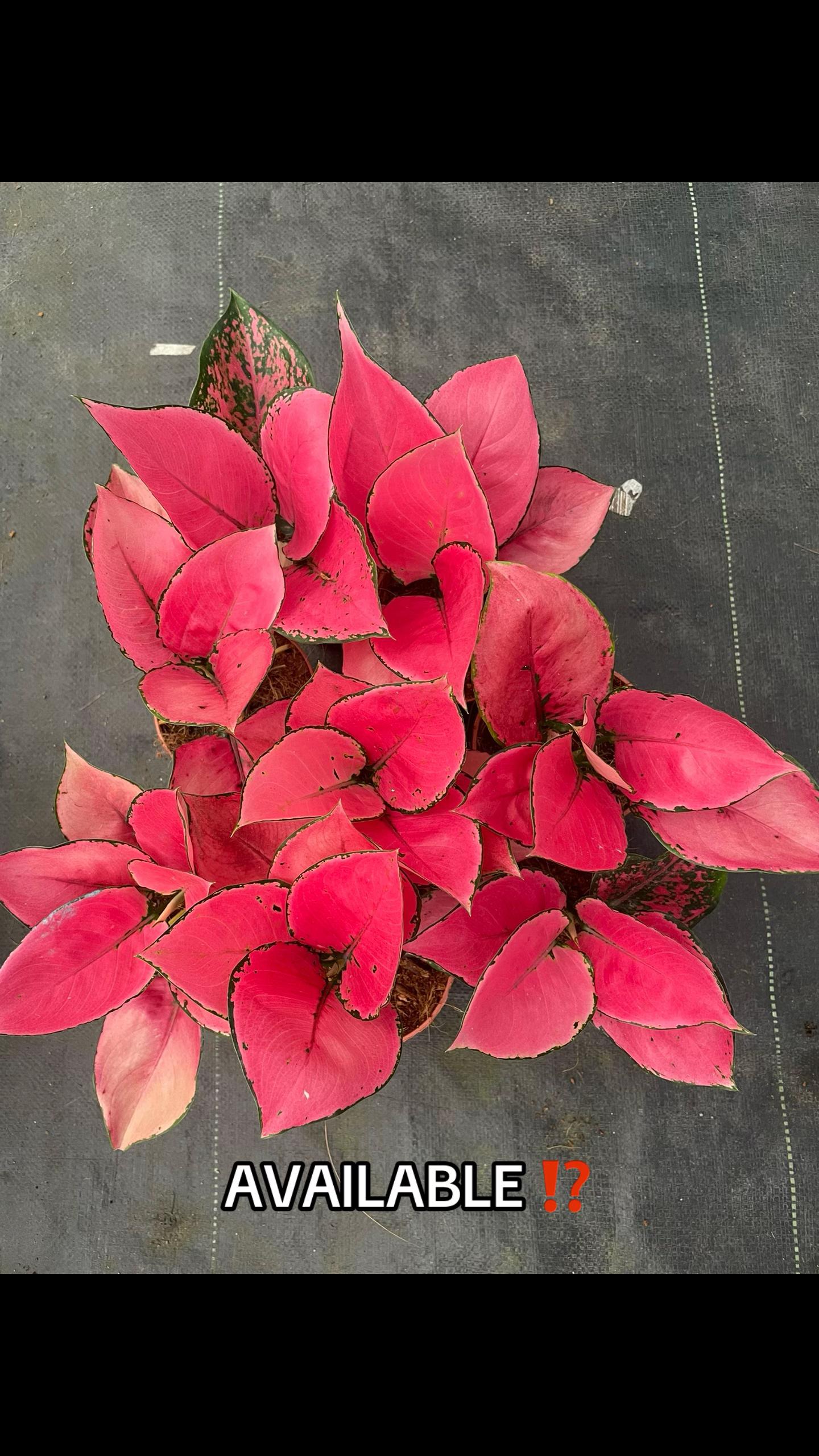 @Emgie’s Plantitas