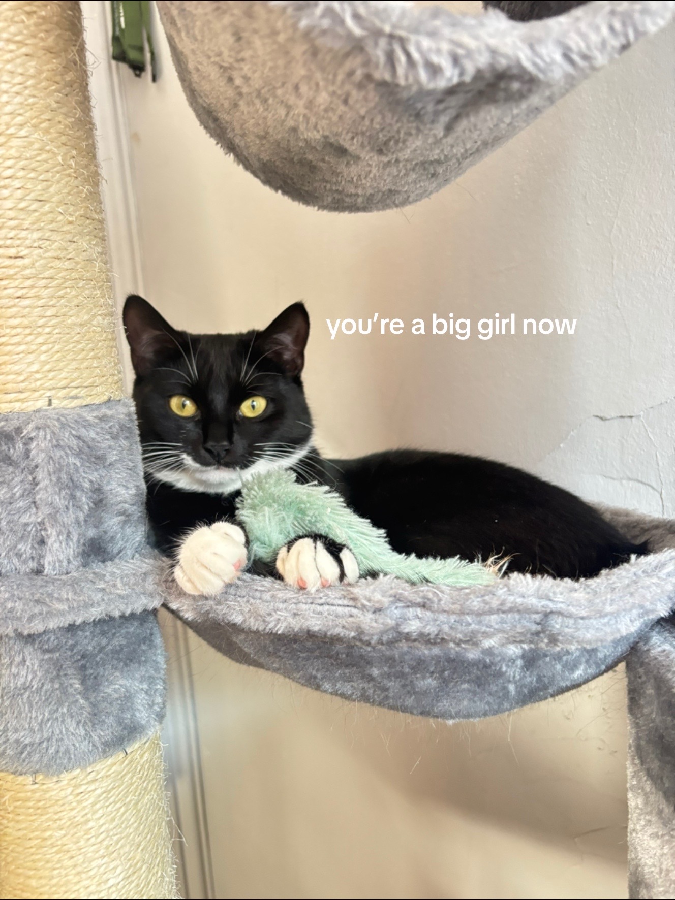 @frankiethetuxedocat_