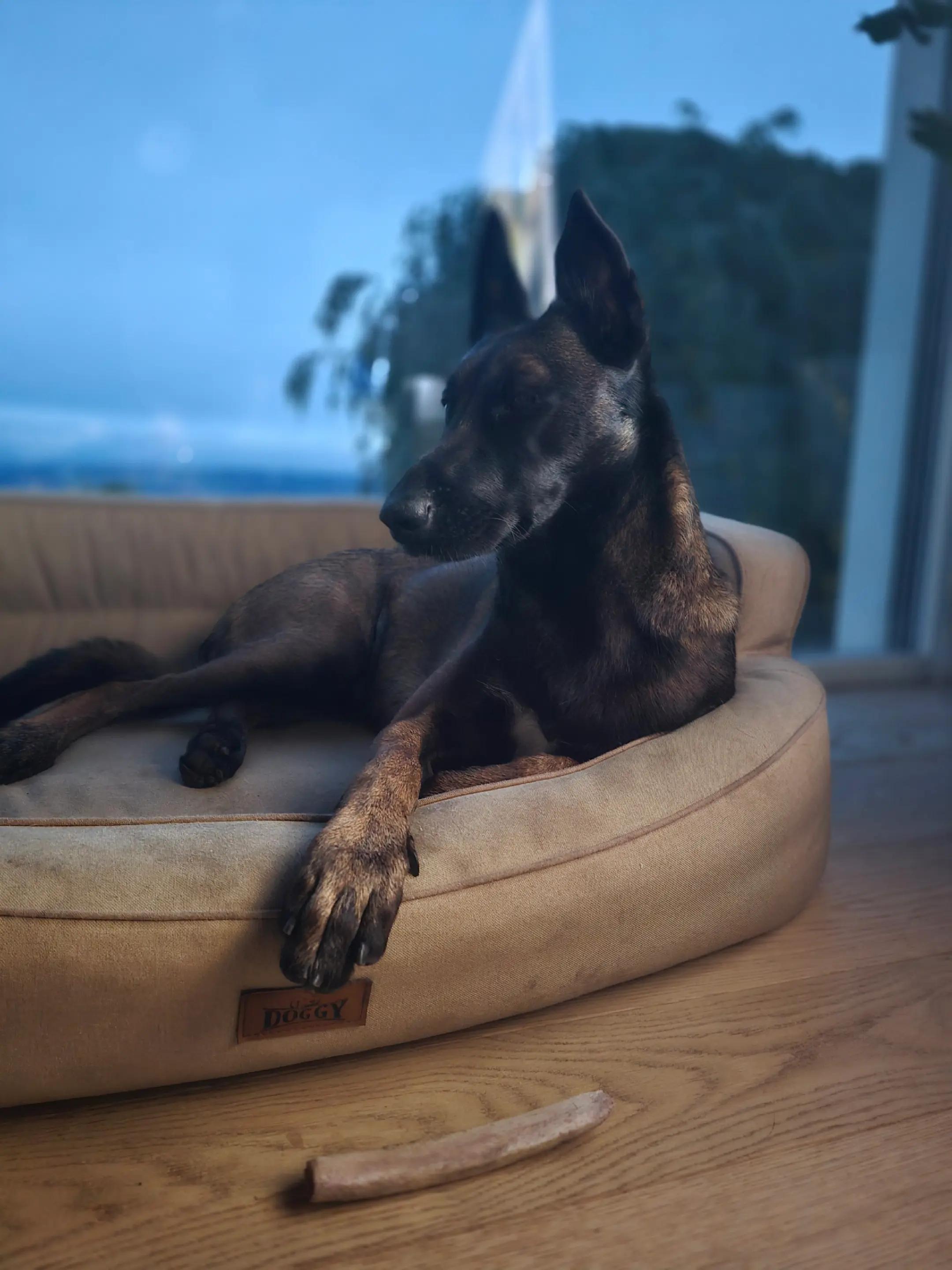 @Morgè_Malinois