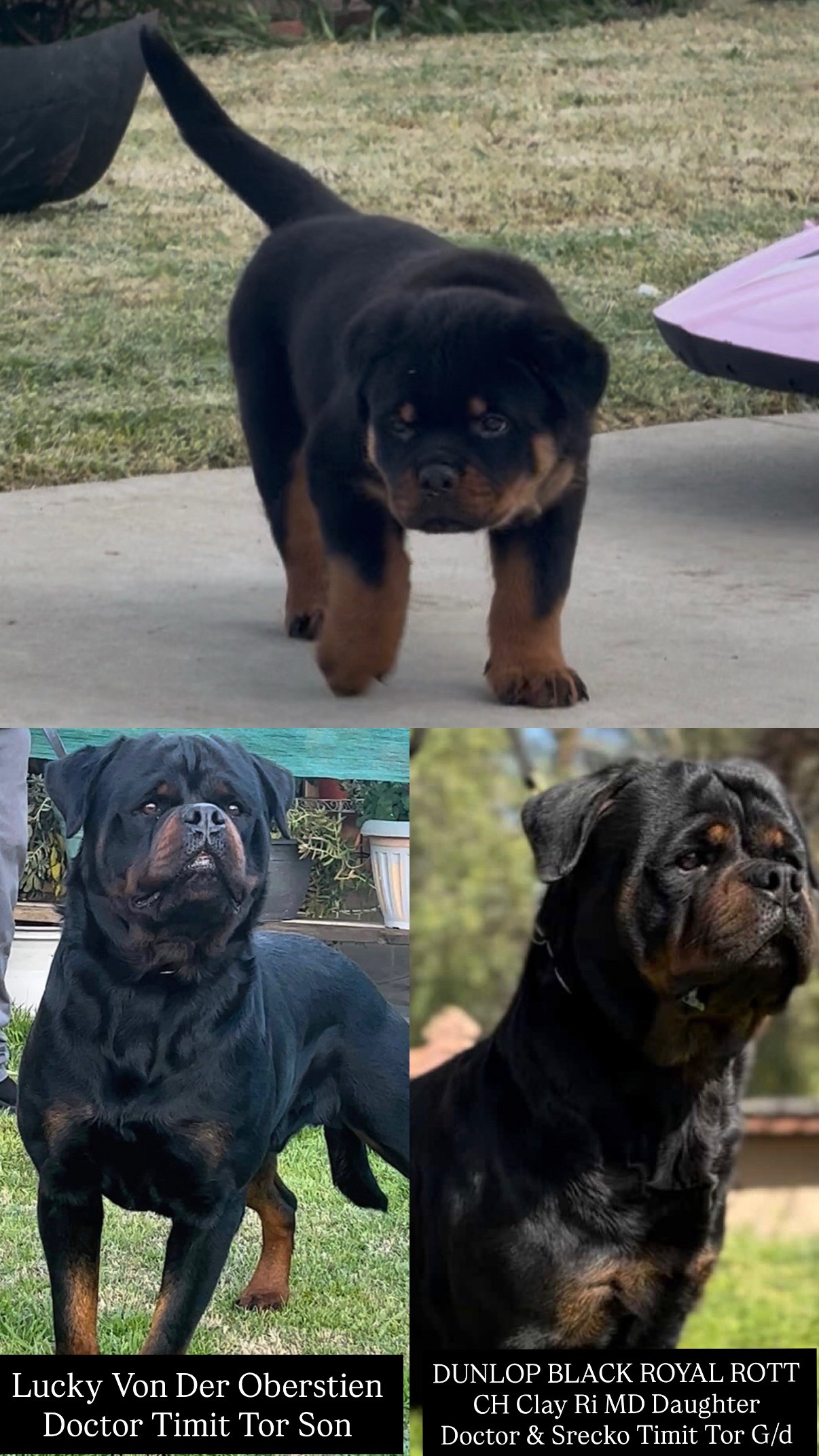 @King Rottweilers Kennel