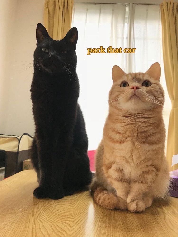 @🪼