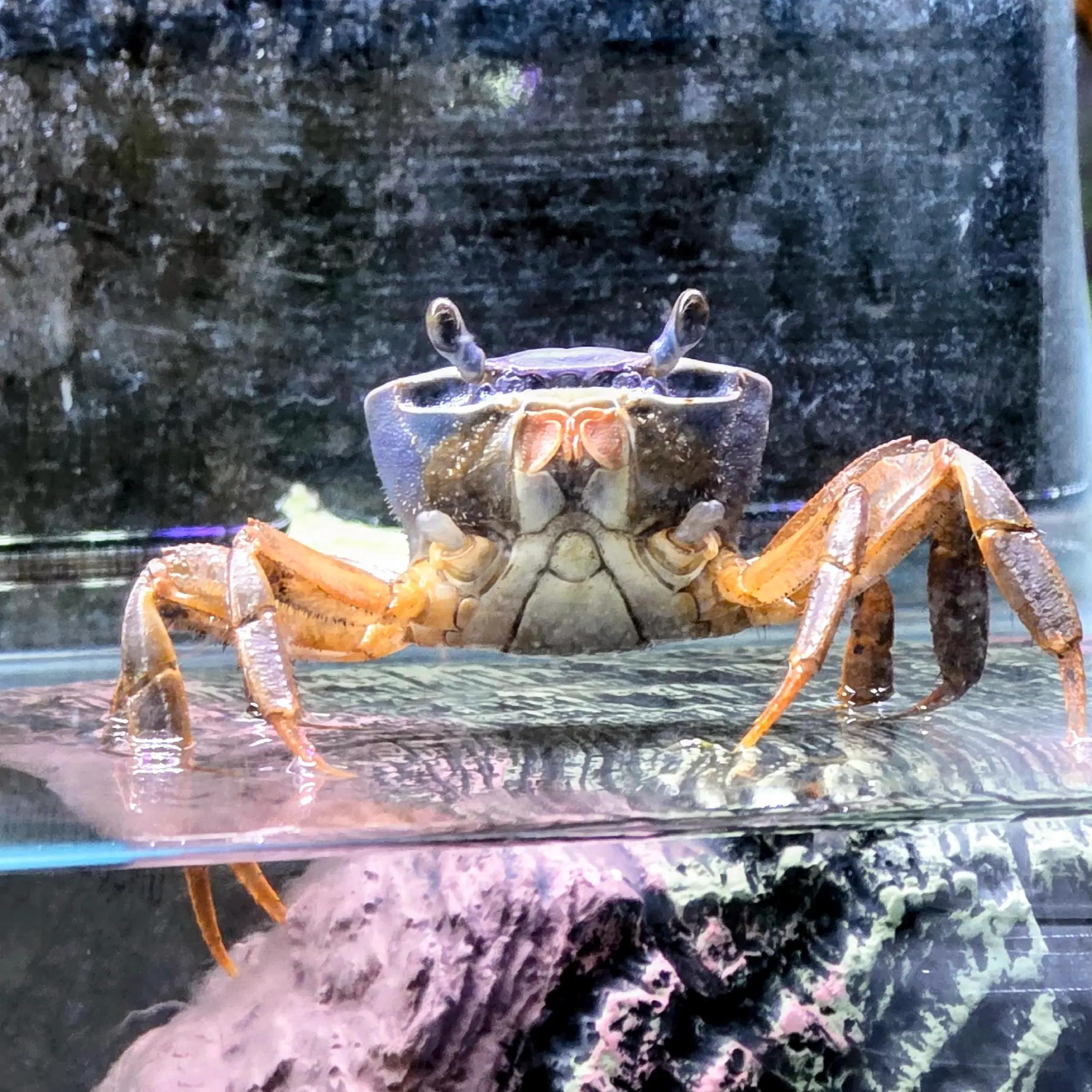 @Howie The Crab