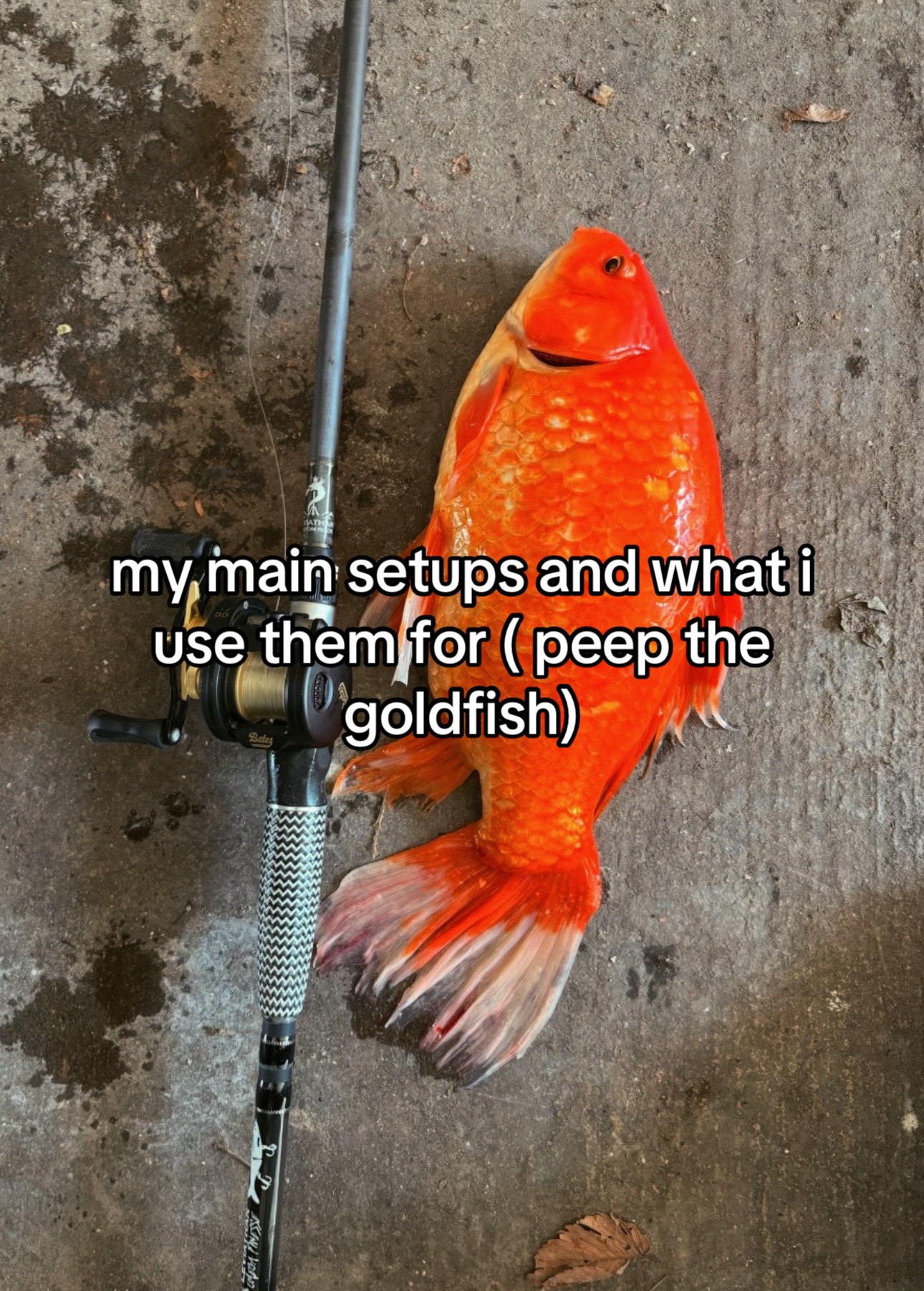 @Swimbait_noah