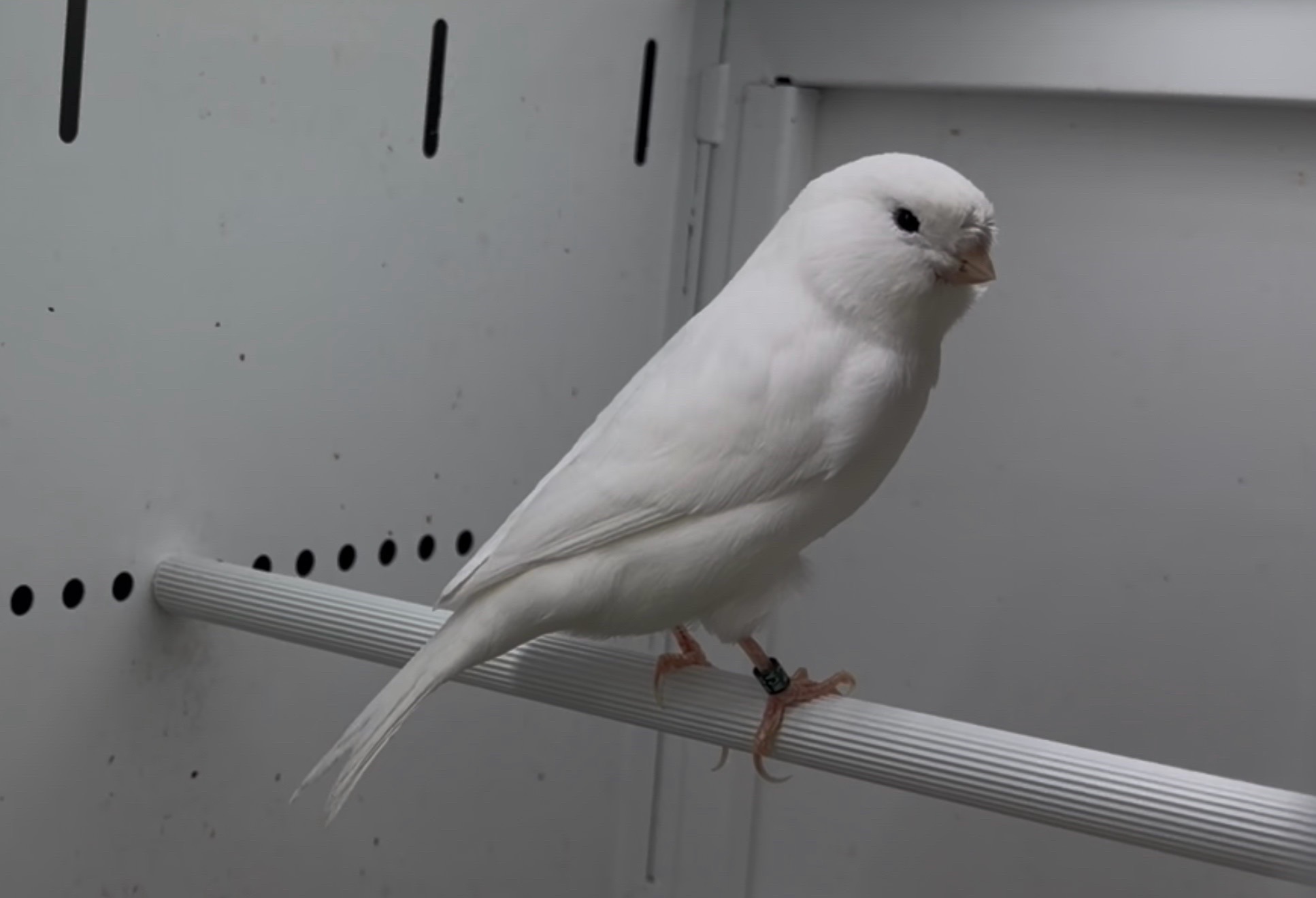 @AviarioUreña