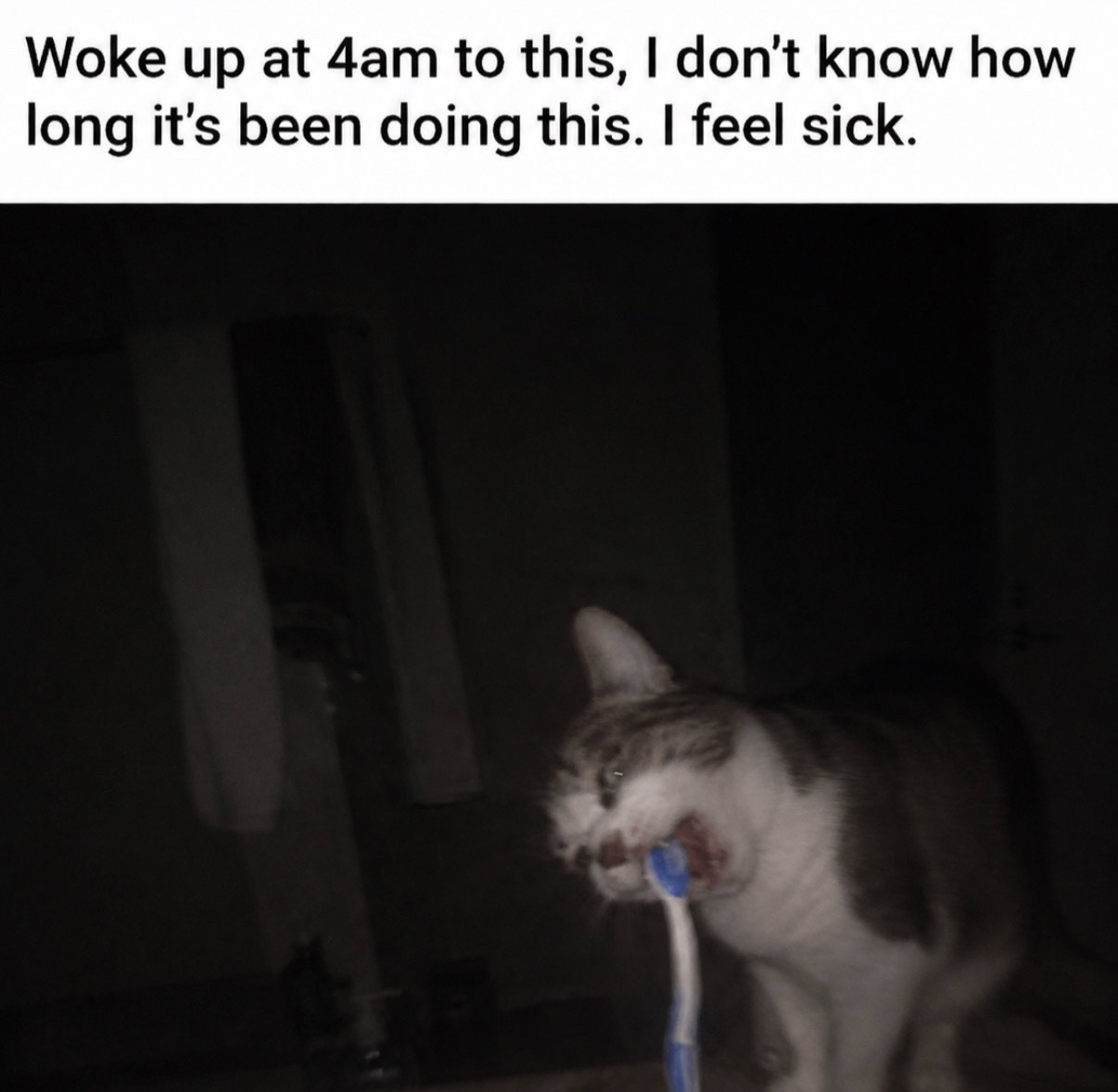 @cat memes