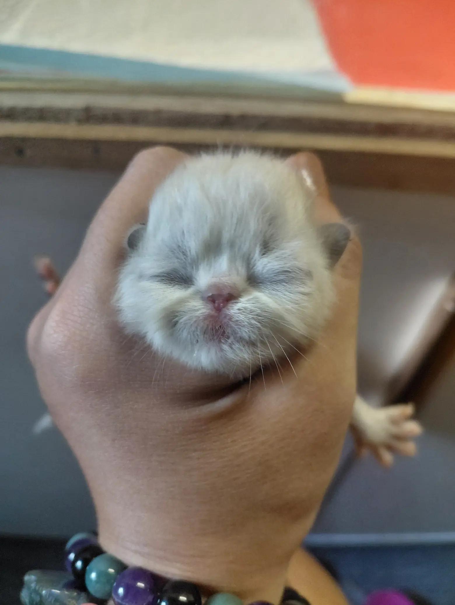 @Maracats Pet Supplies