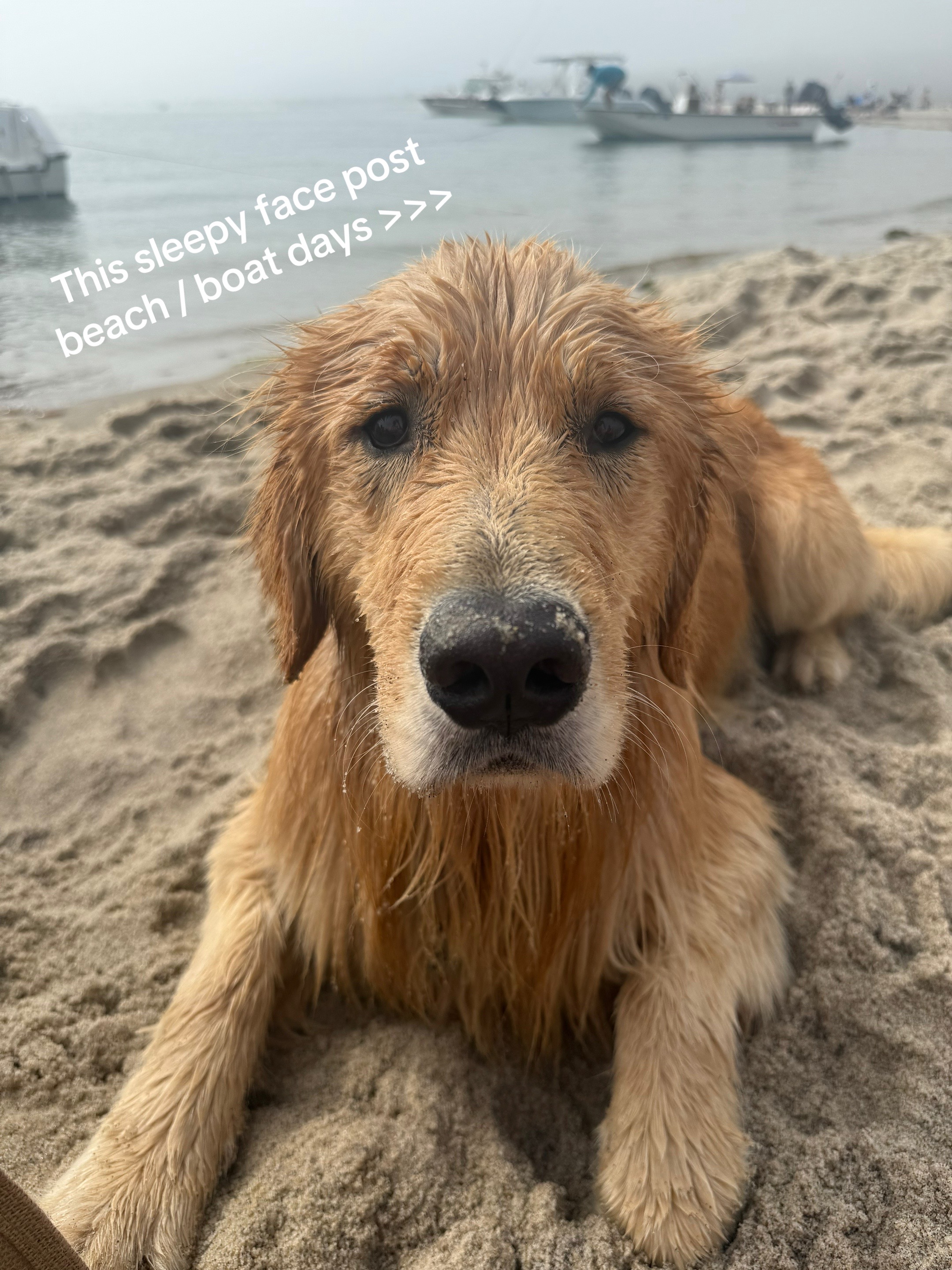 @rigatoni_thegolden