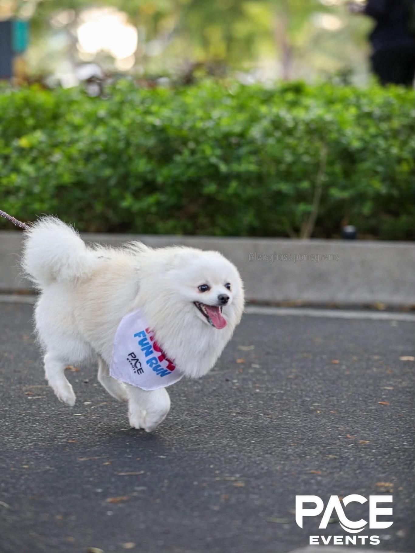 @G H O S T TheRunnerPom