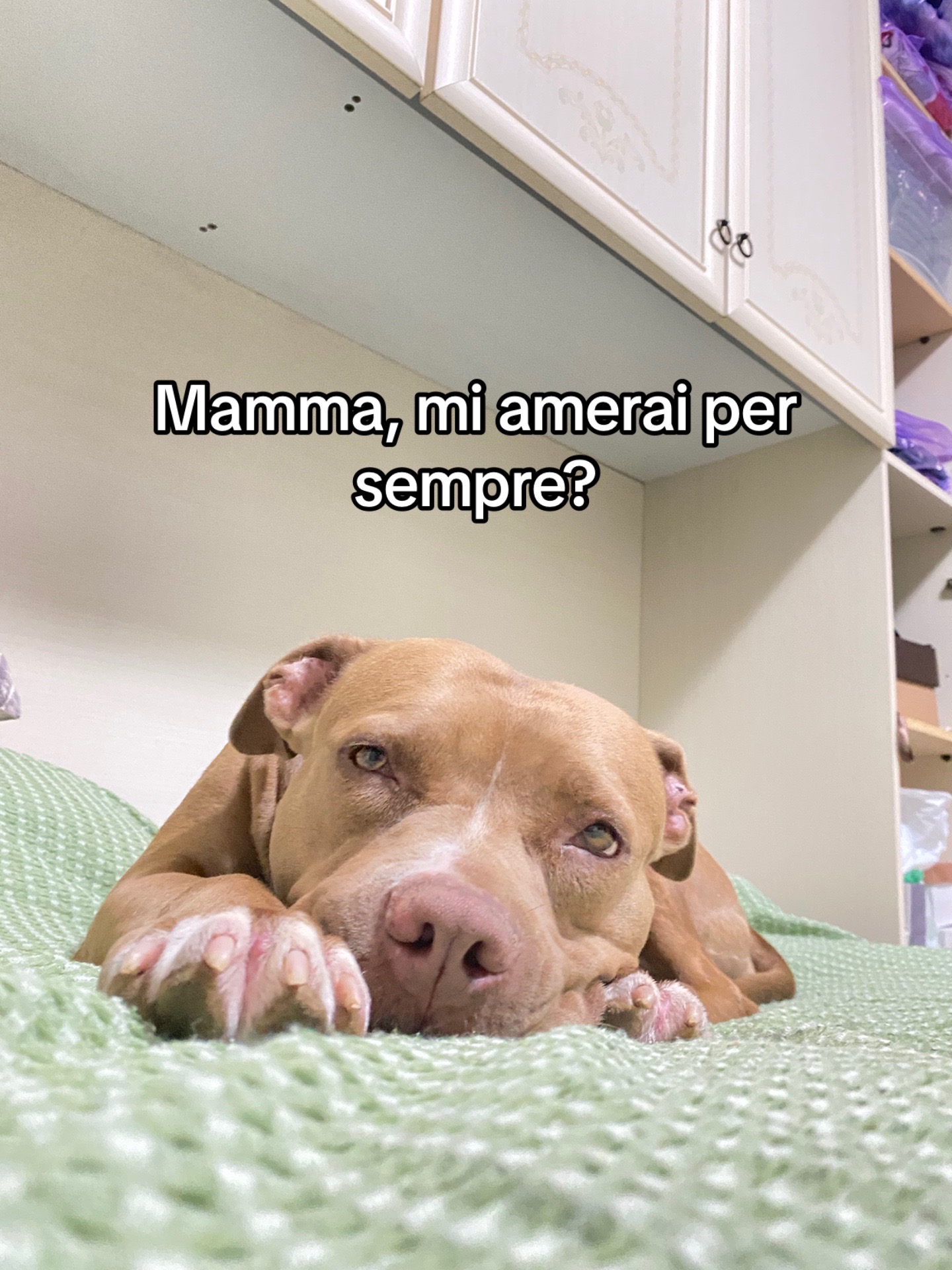 @Dea 🐾
