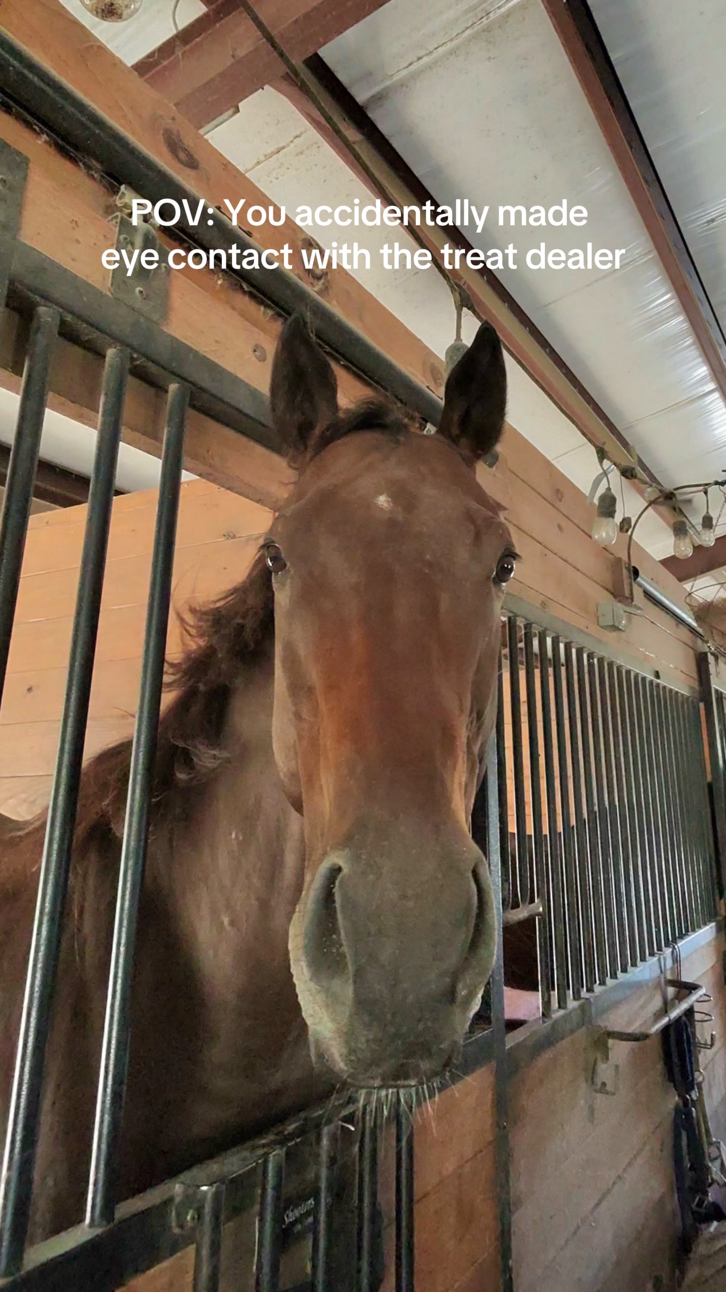 @Lacy & Shooter the OTTB