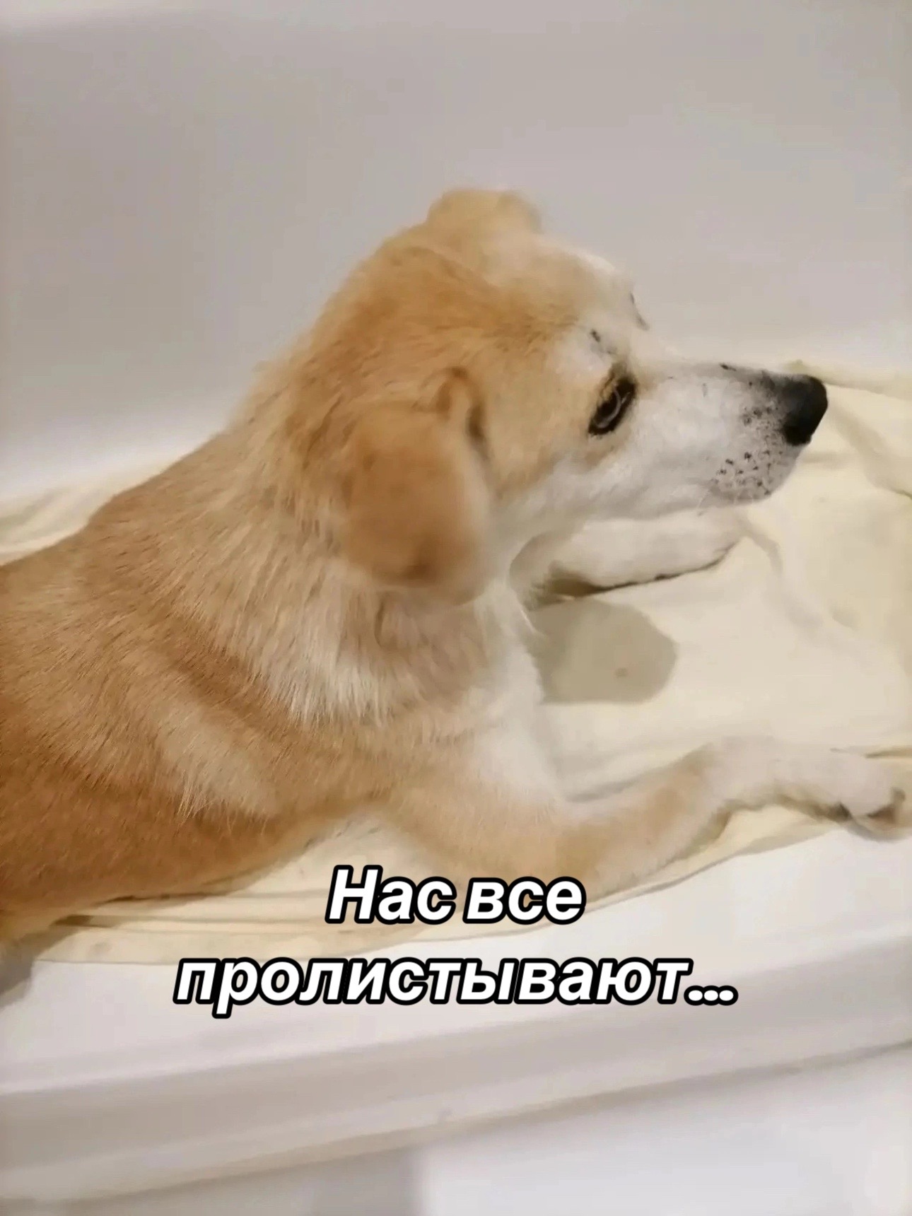 @Приют Потеряшка