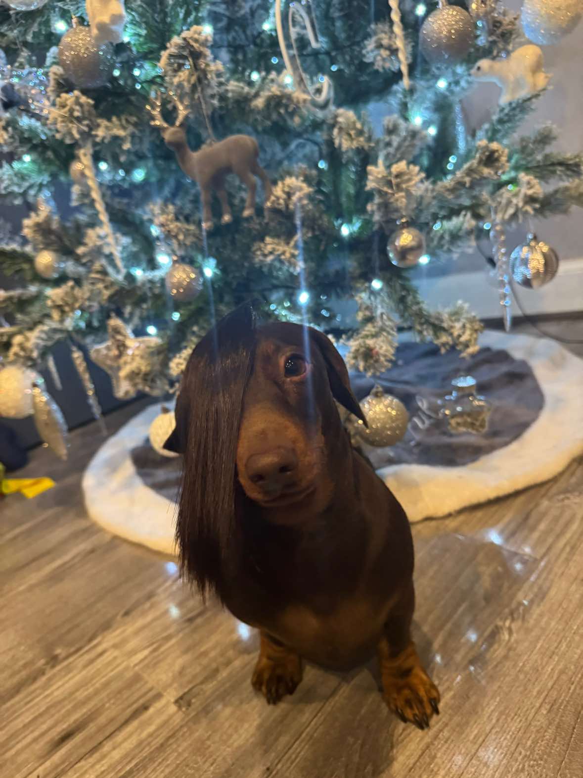 @ciciolive_mini_weiners