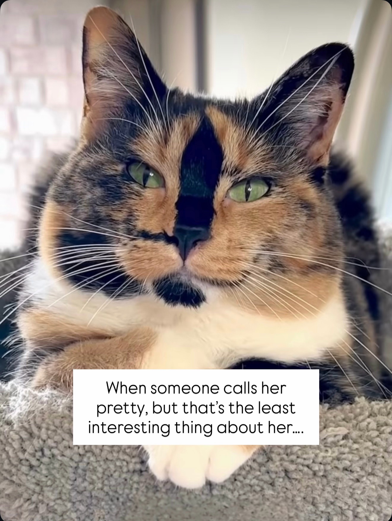 @SnickersTheSmilingCat