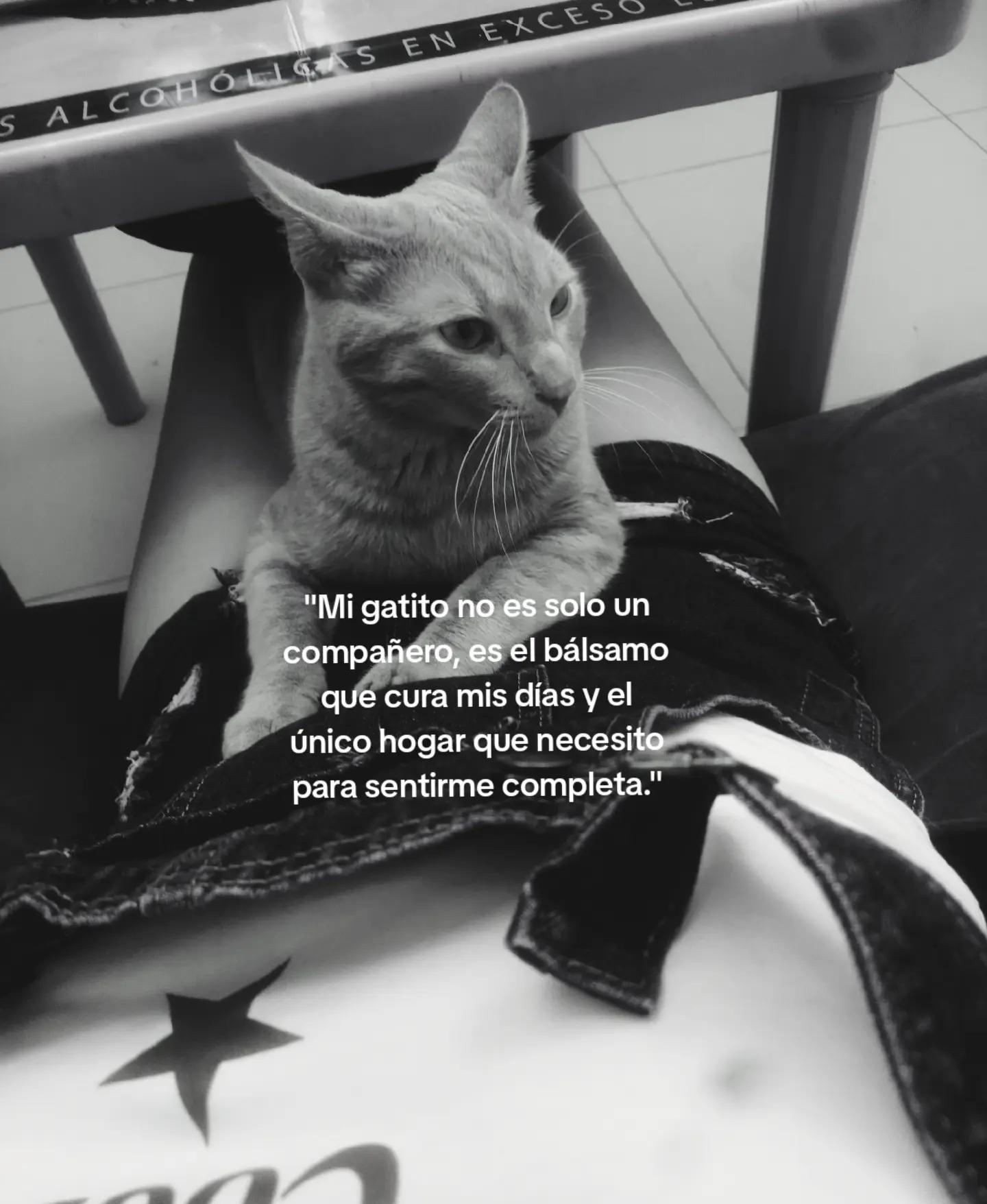 @Pamela Bocangel