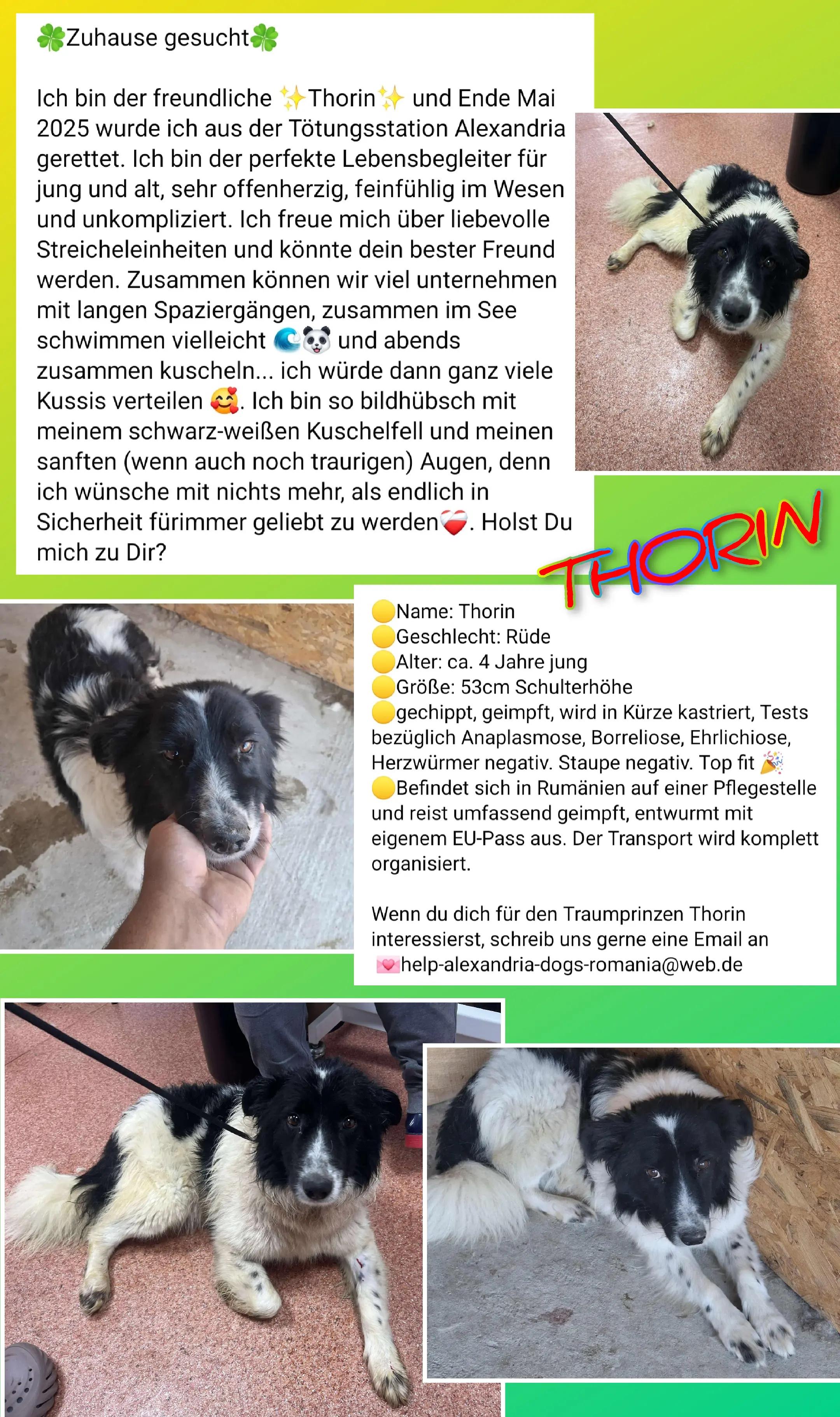 @rescuersalexandria