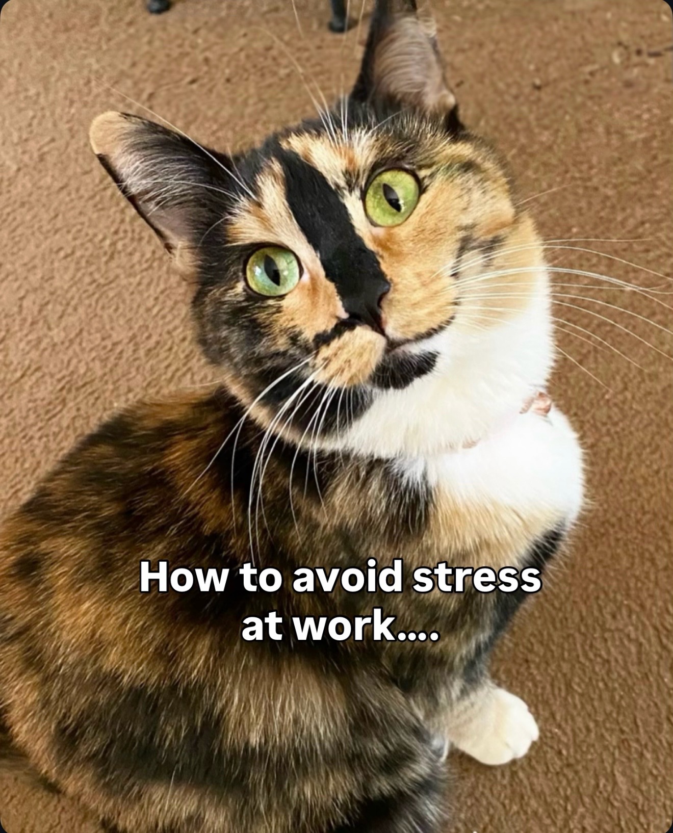 @SnickersTheSmilingCat