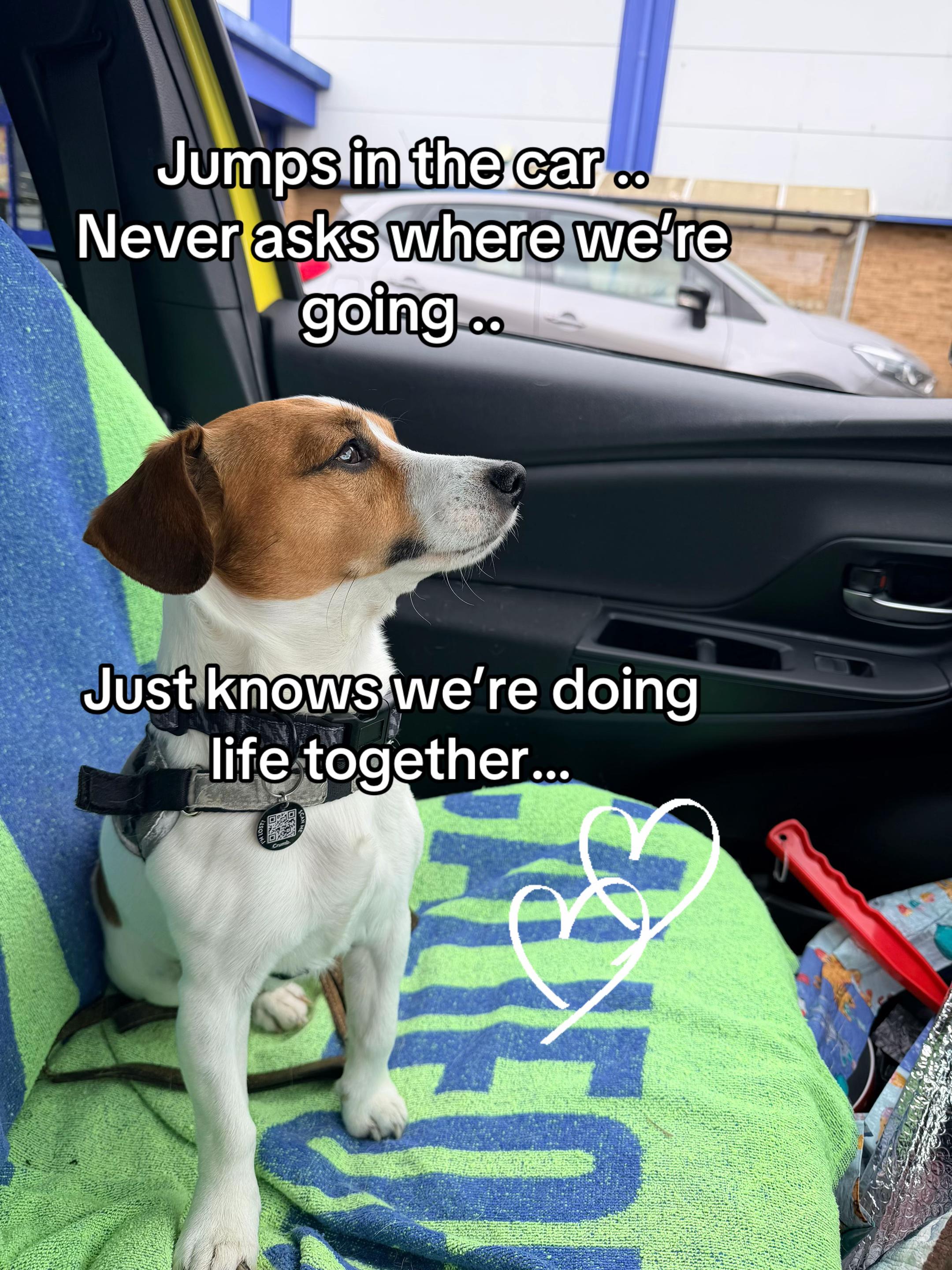 @Wilfroed 🐶