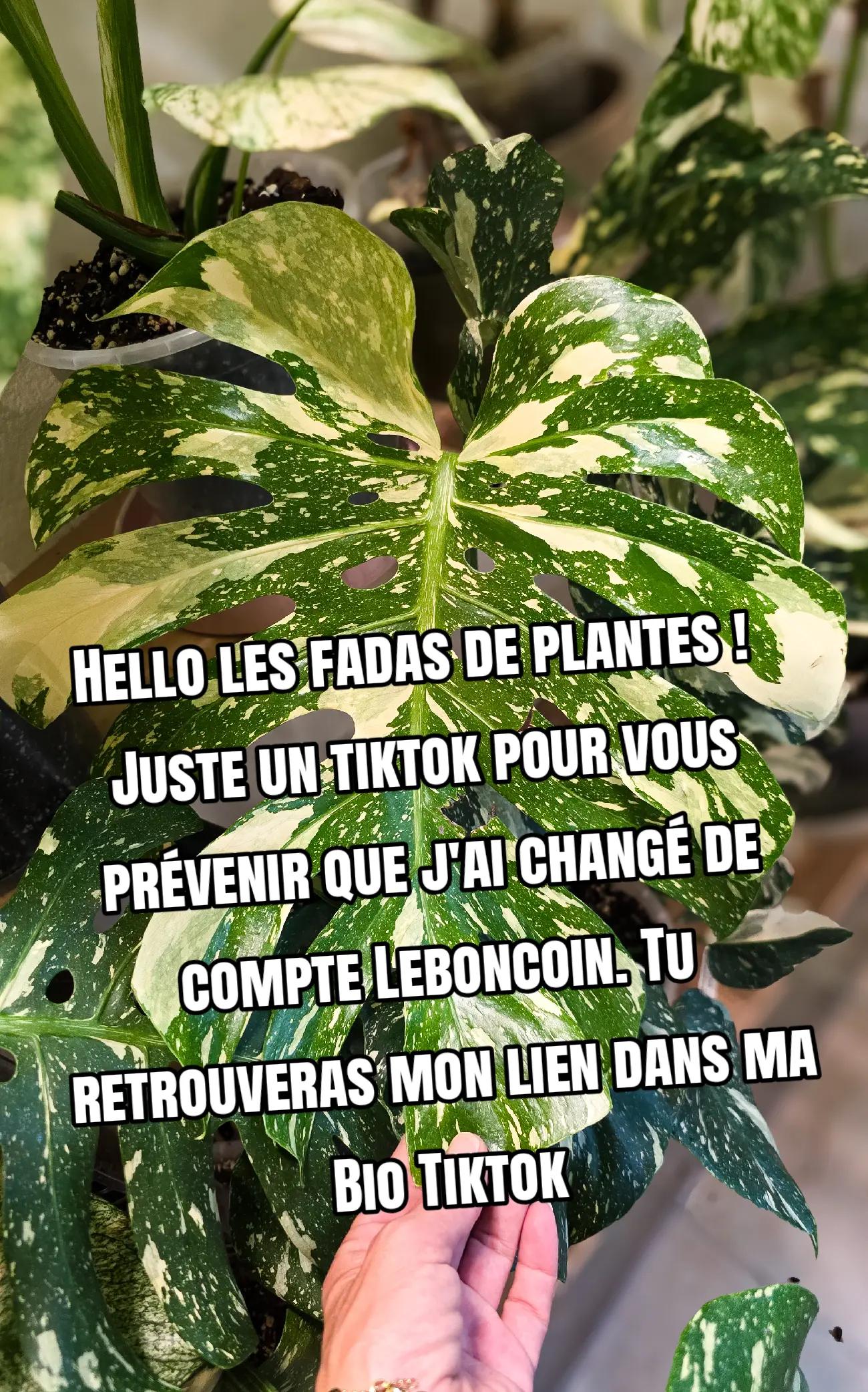 @La Jungle Suspendue