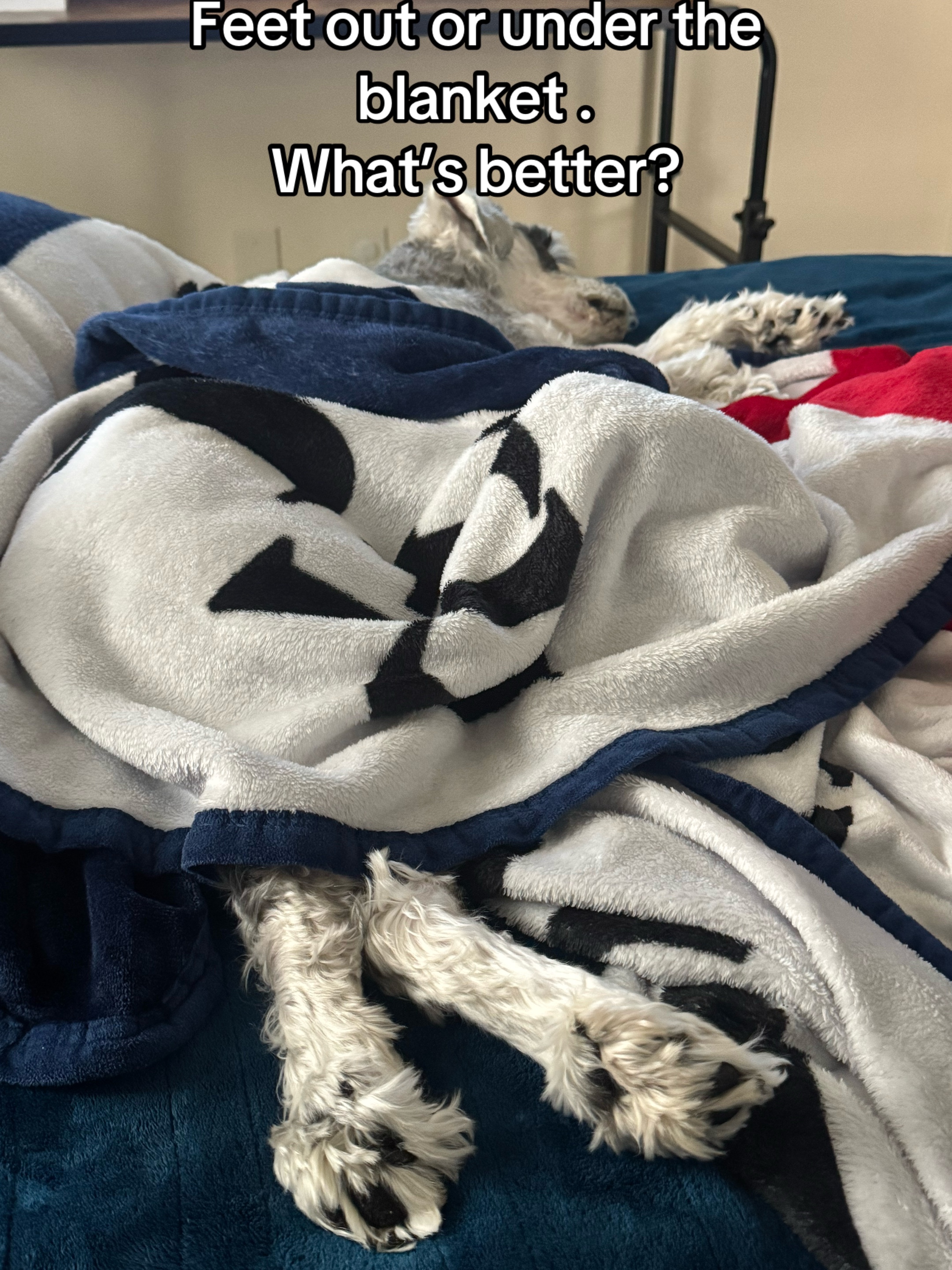 @Cooper The Schnauzer