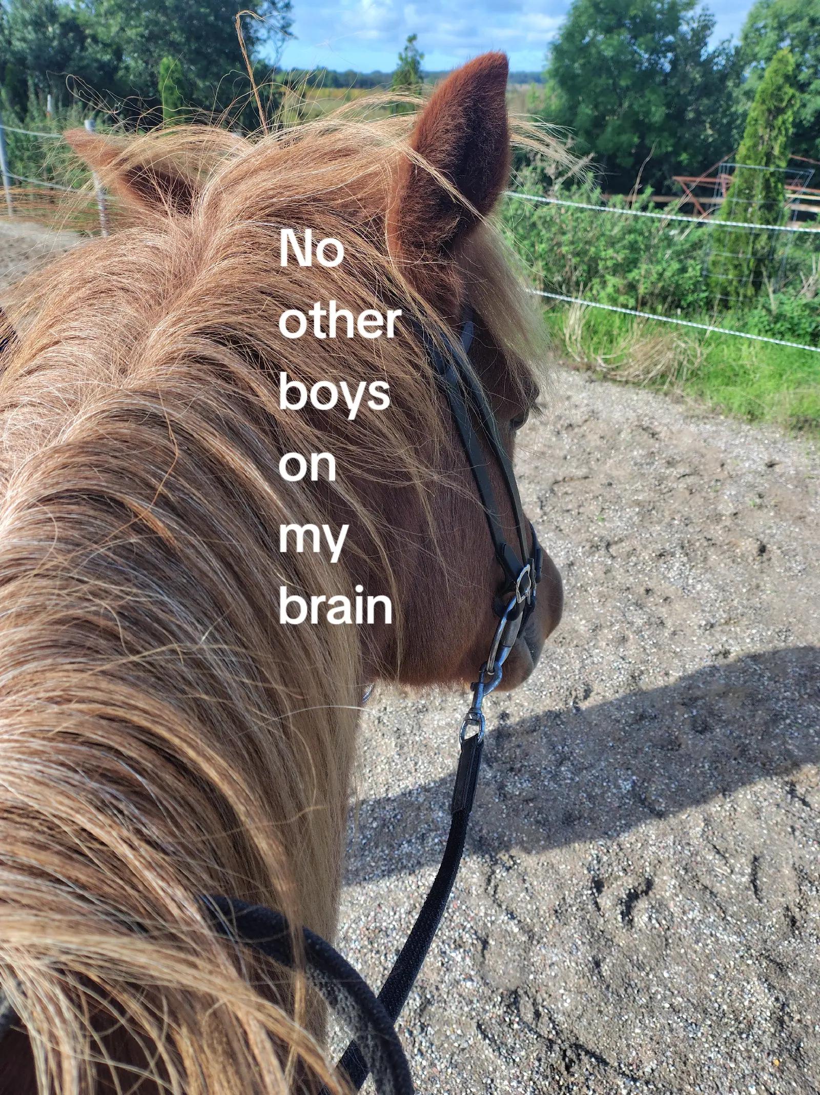 @Equestrian_Dk๐ฉ๐ฐโโโ