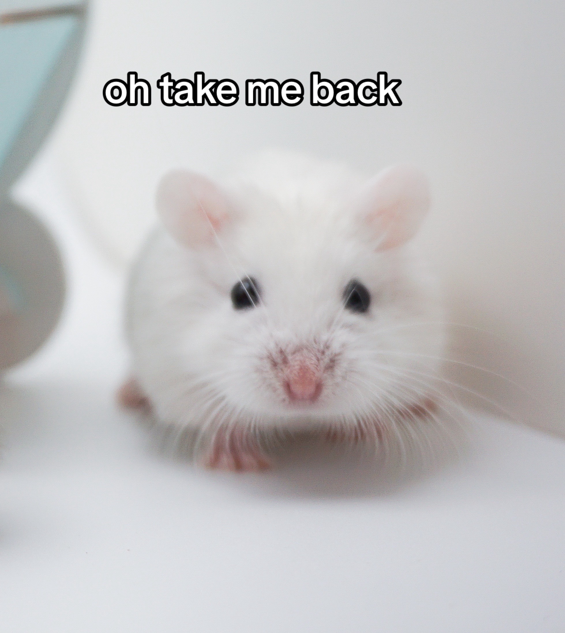 @Milkbun Hamstery 🍡