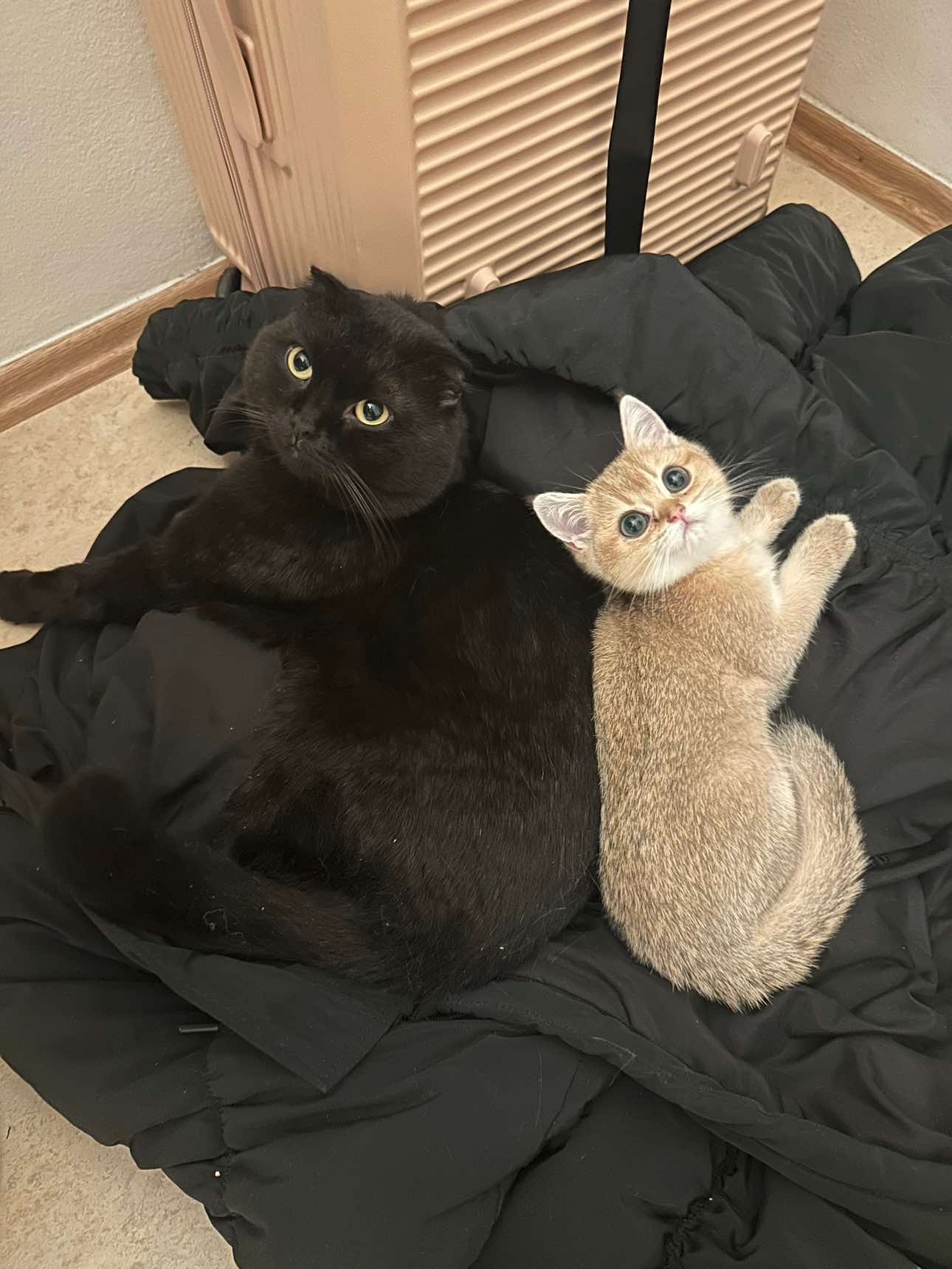 @MrMisix & Siona